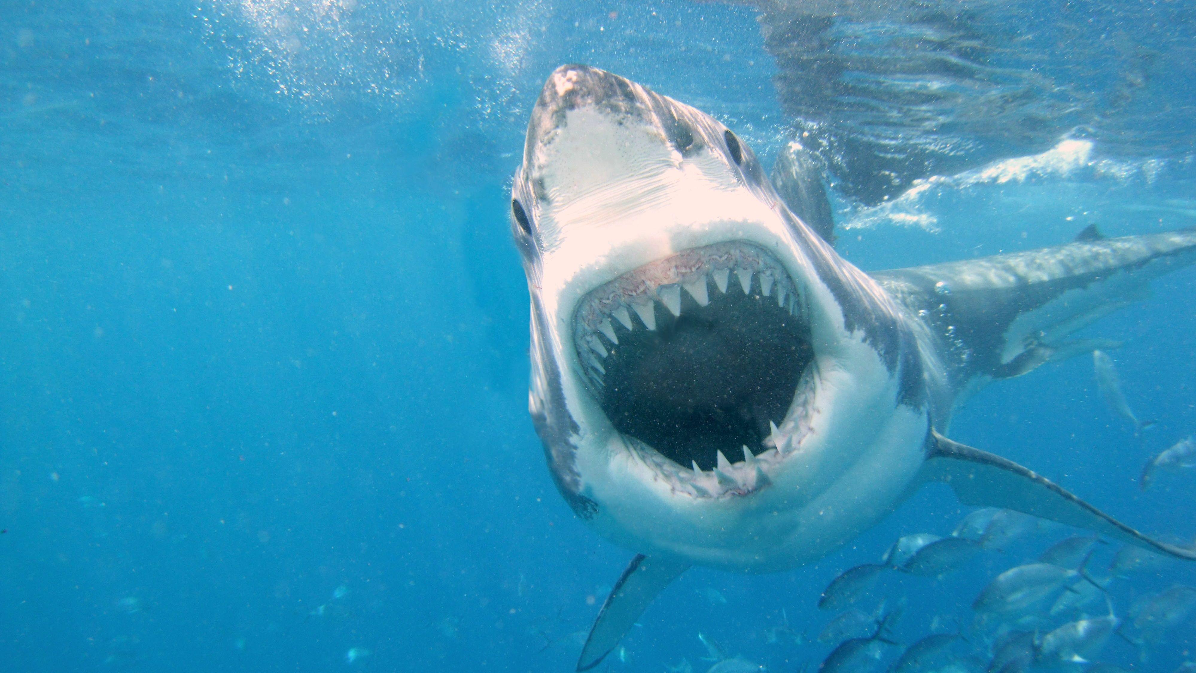 3998x2249 Shark Attack Wallpaperx2249