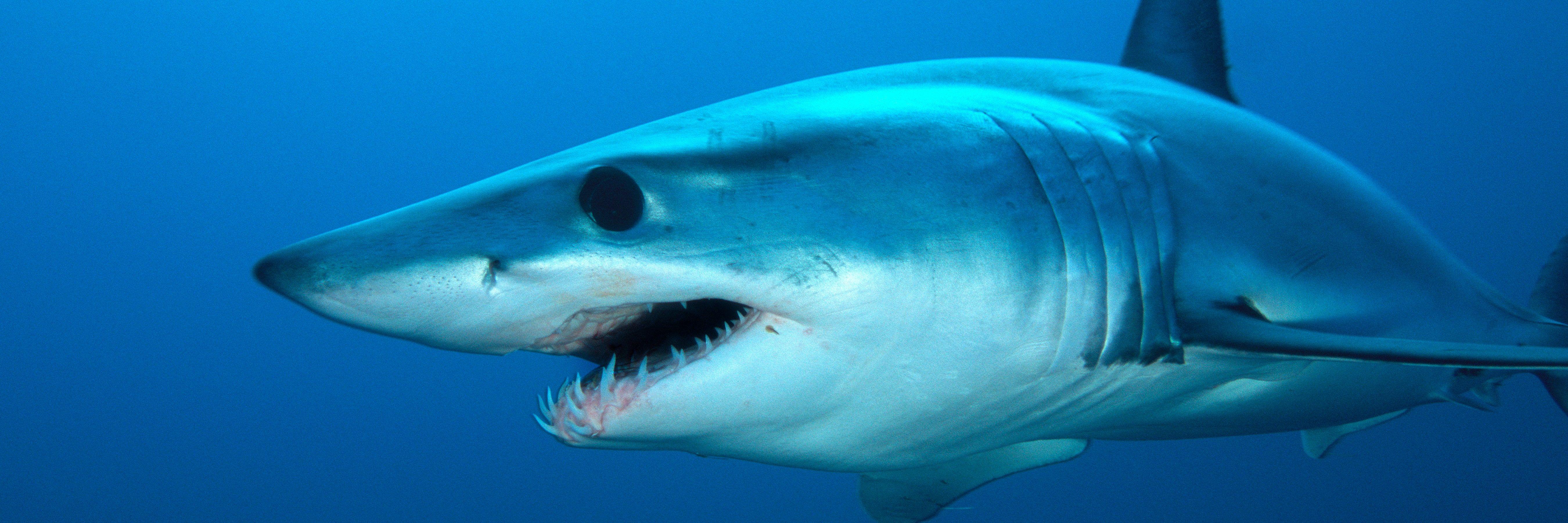 5400x1800 Sharks May Hold the Secret to Faster Planes. Condé Nast Traveler