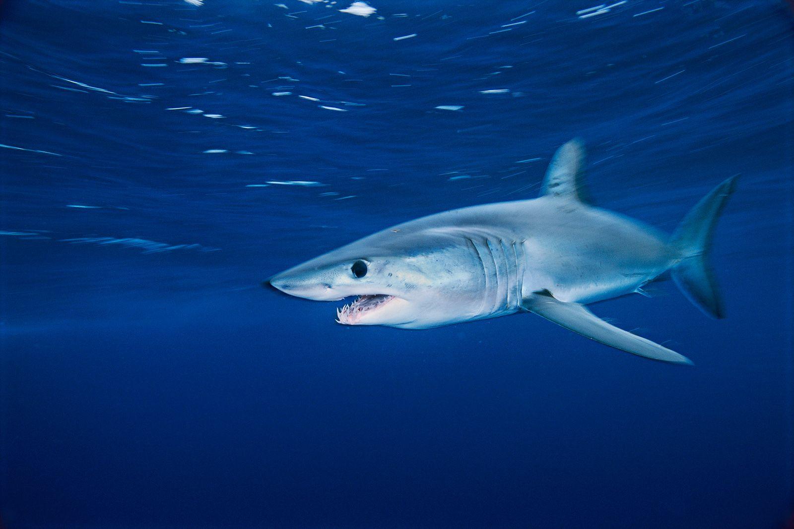 1600x1067 Mako shark underwater photo and wallpaper. Cute Mako shark underwater picture
