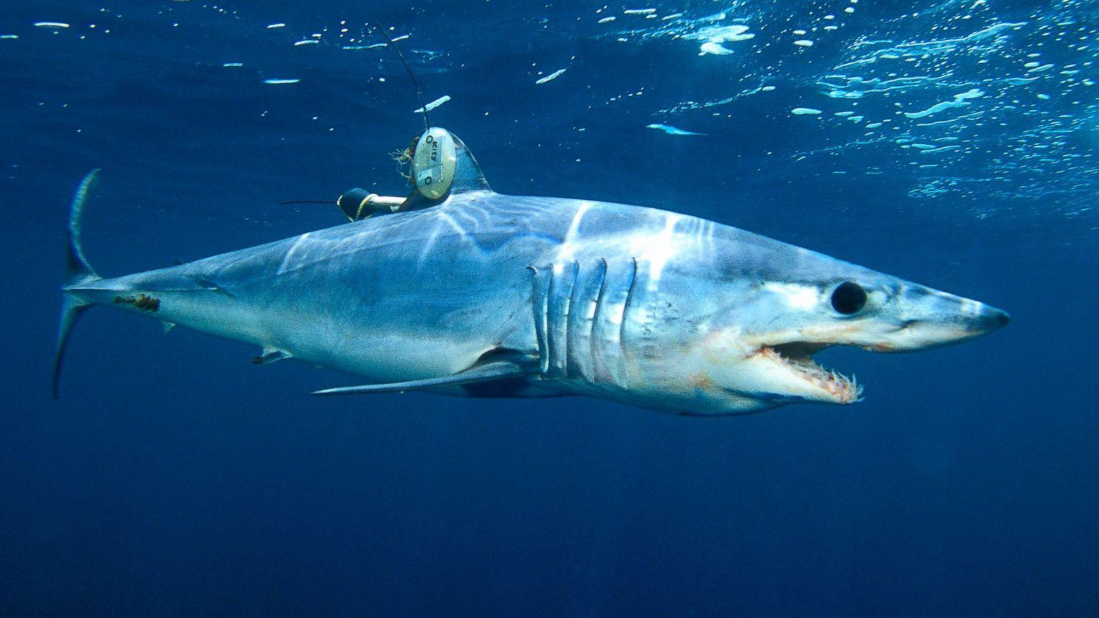 1600x900 Mako Tacos and Other Bites on the Menu for 'Shark Week'