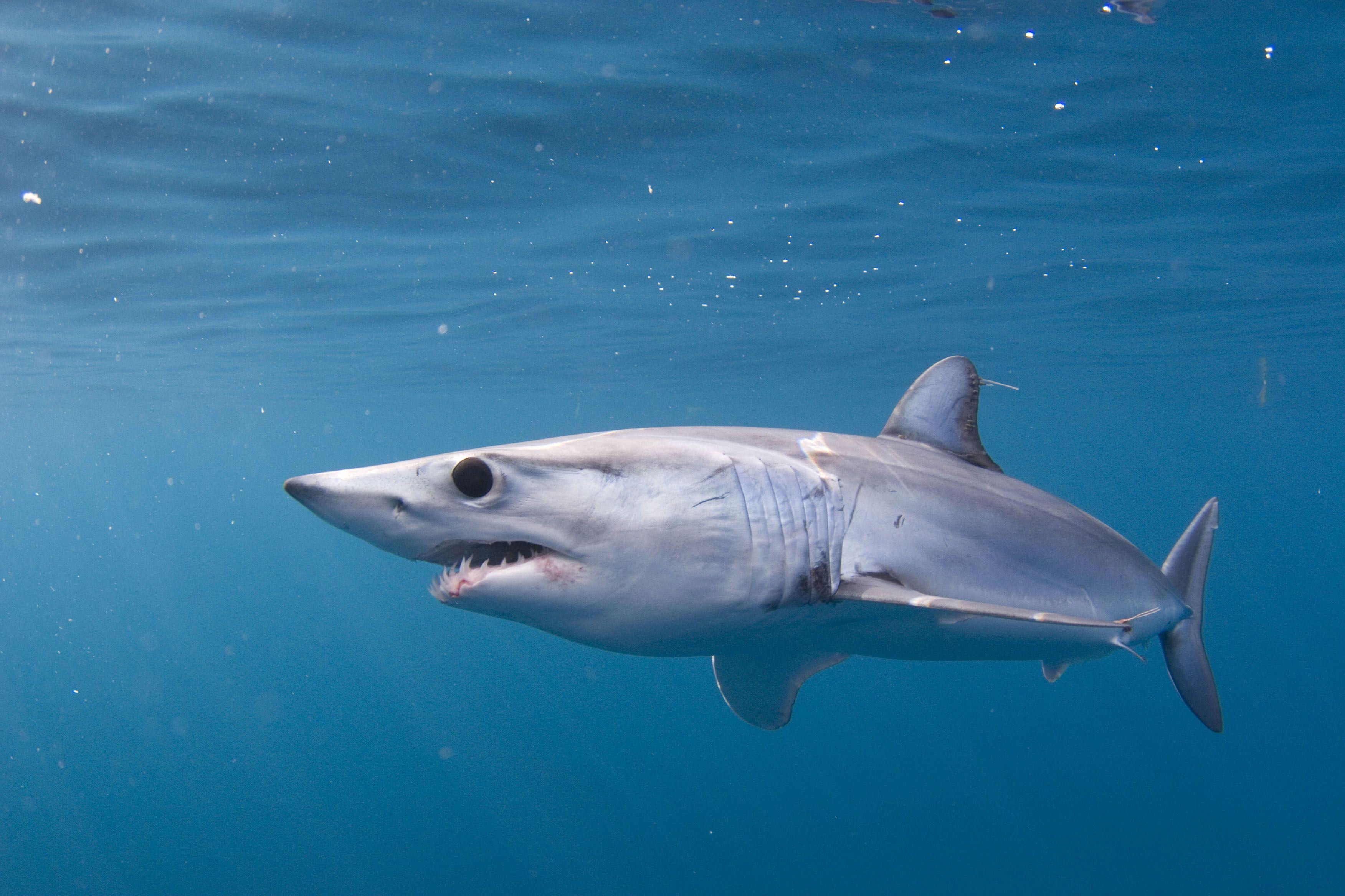 3504x2336 Canadian Wildlife Federation: Sharks