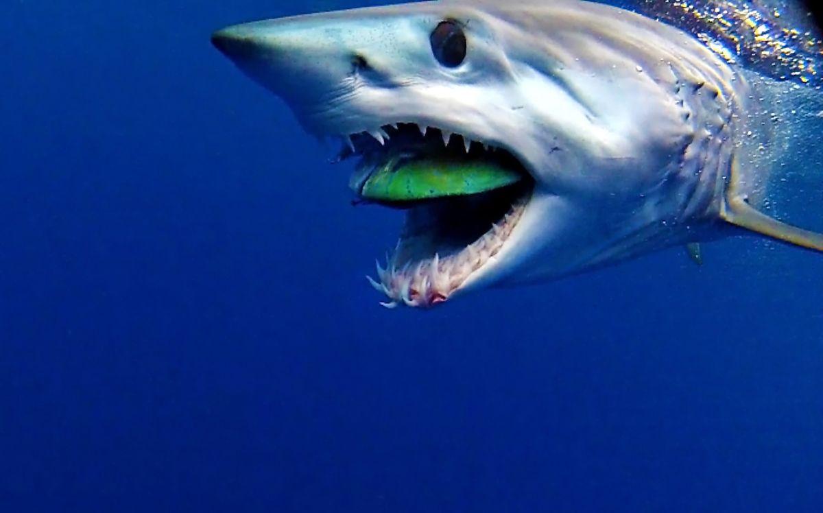 1200x748 HD Chomps Dolphin