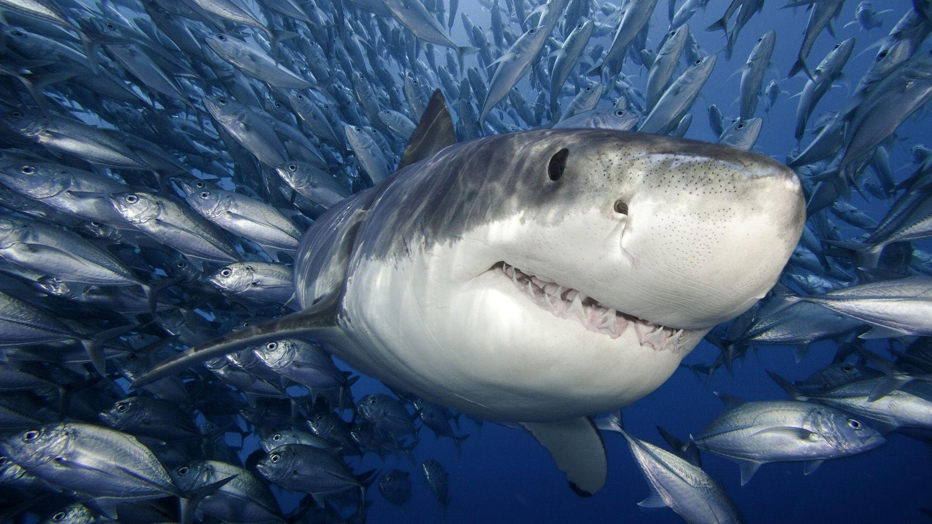1920x1080 Most Dangerous Shark Picture