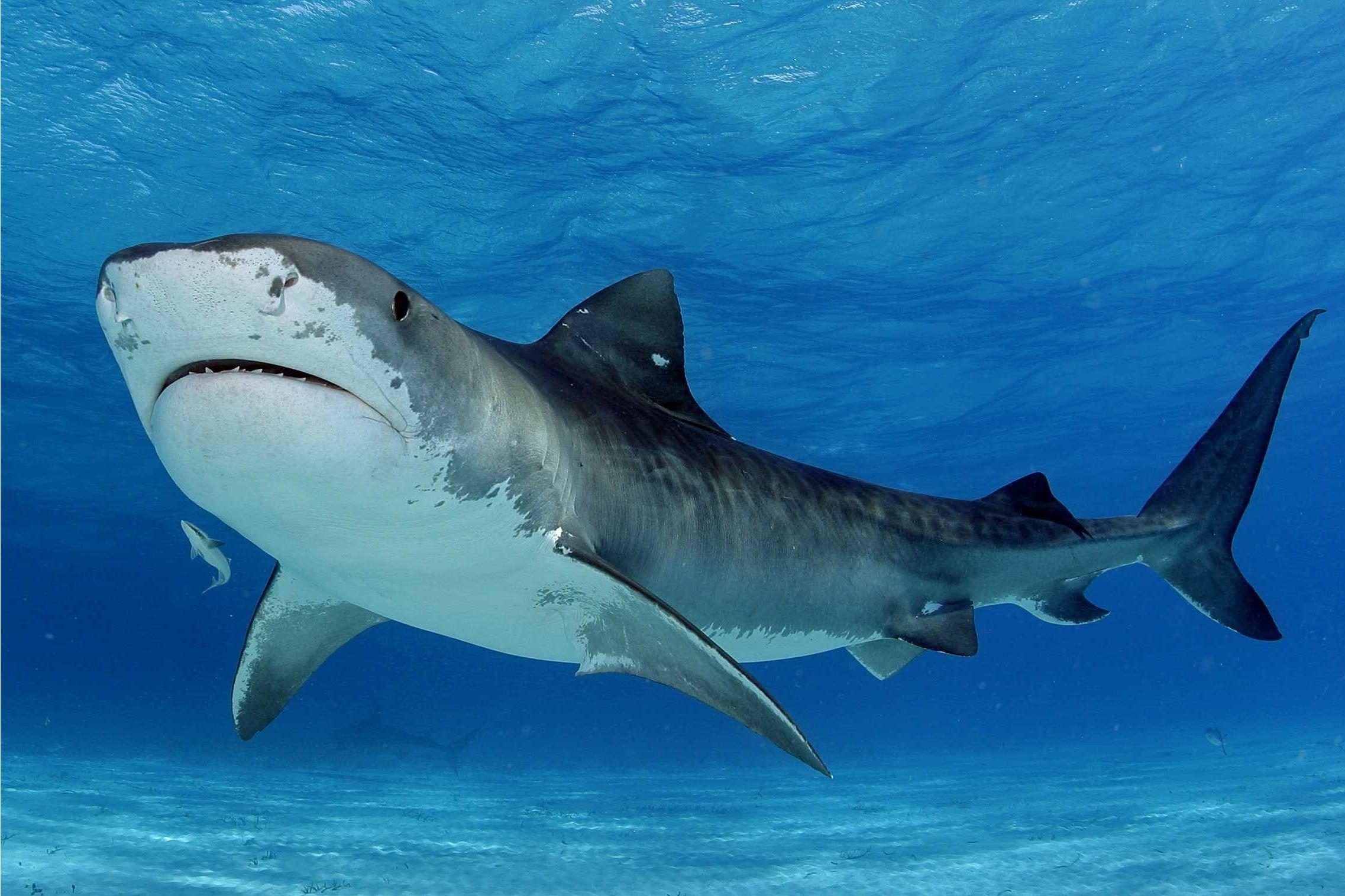 2274x1516 2274x1516px Tiger Shark 689.09 KB