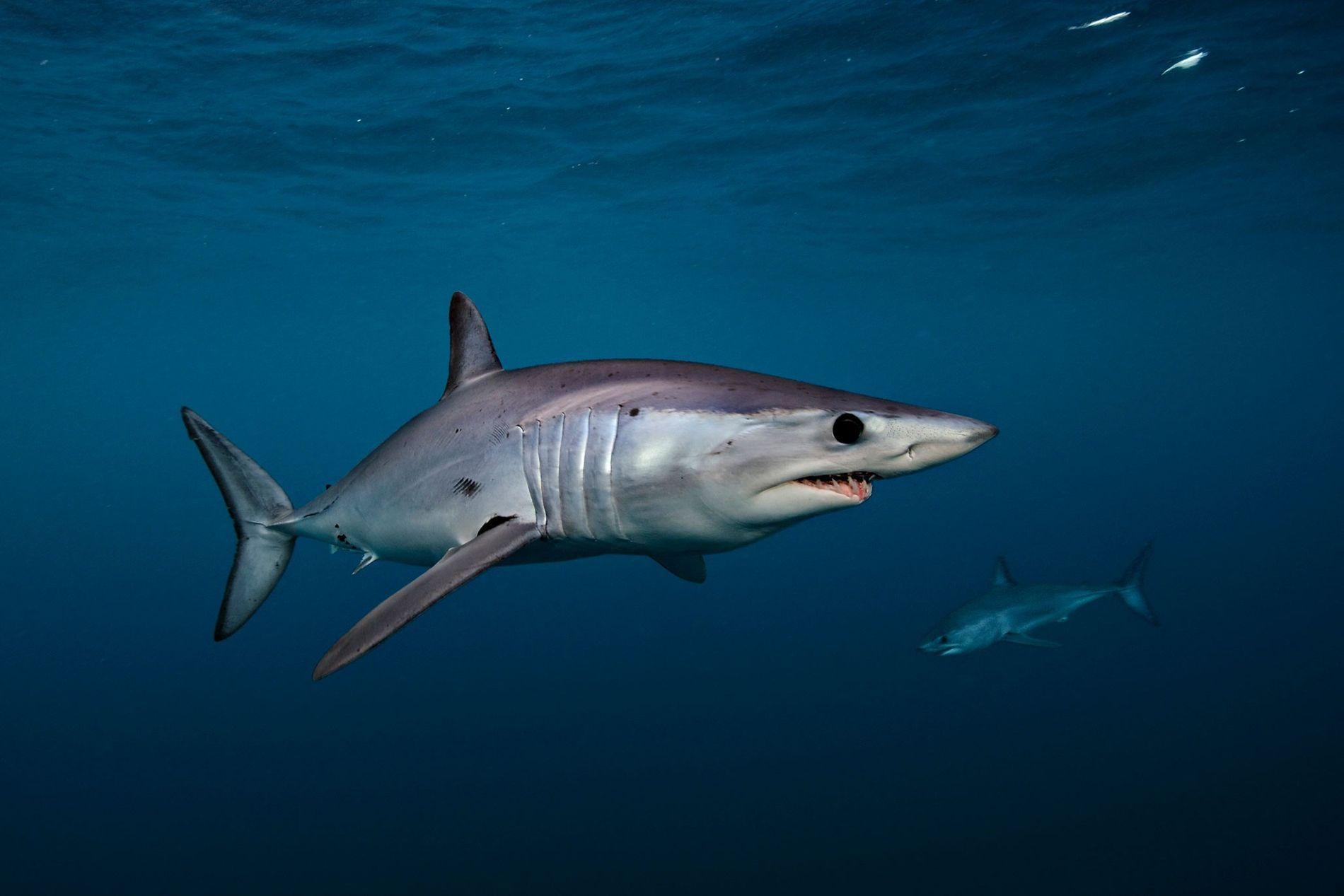 1900x1267 Mako sharks get new protections