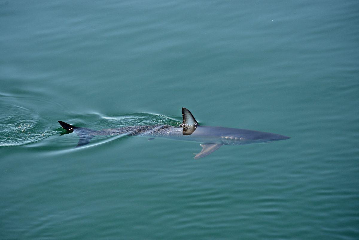 1200x801 Mako shark's incredible journey could help save species