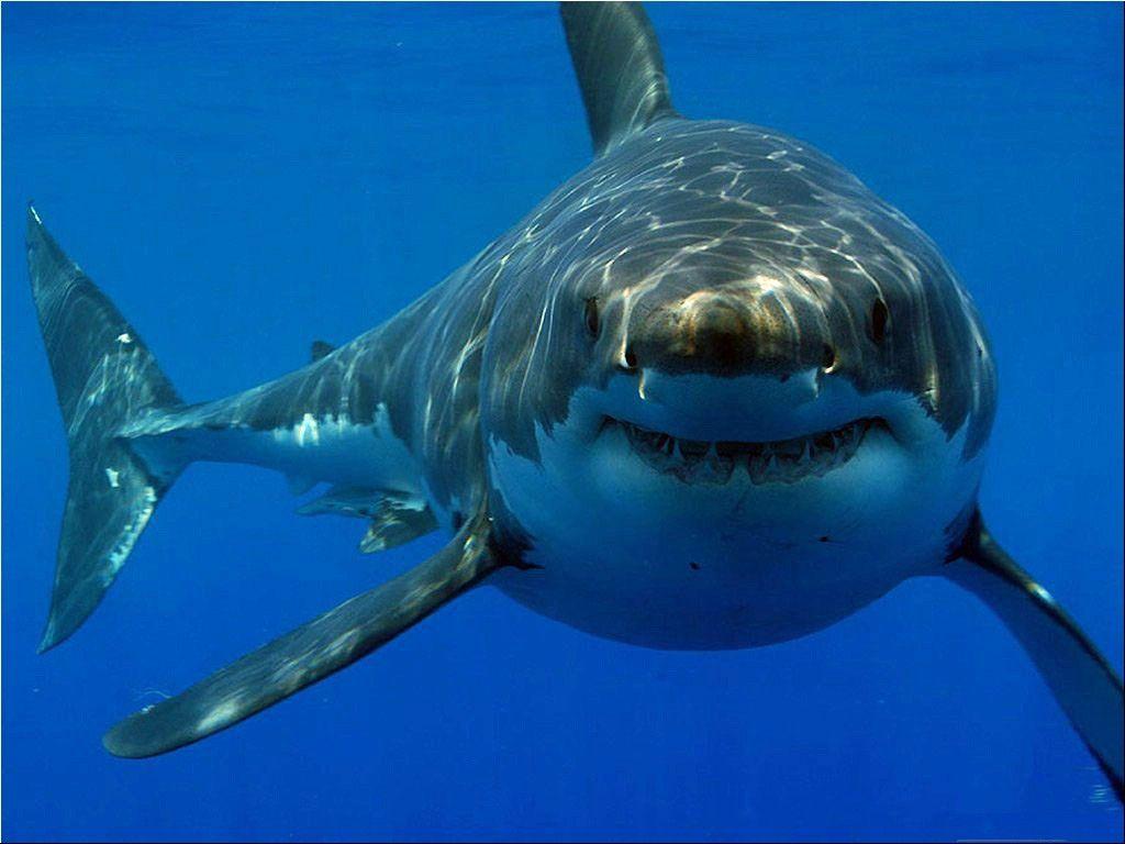 1024x768 Funny Great White Shark Wallpaper