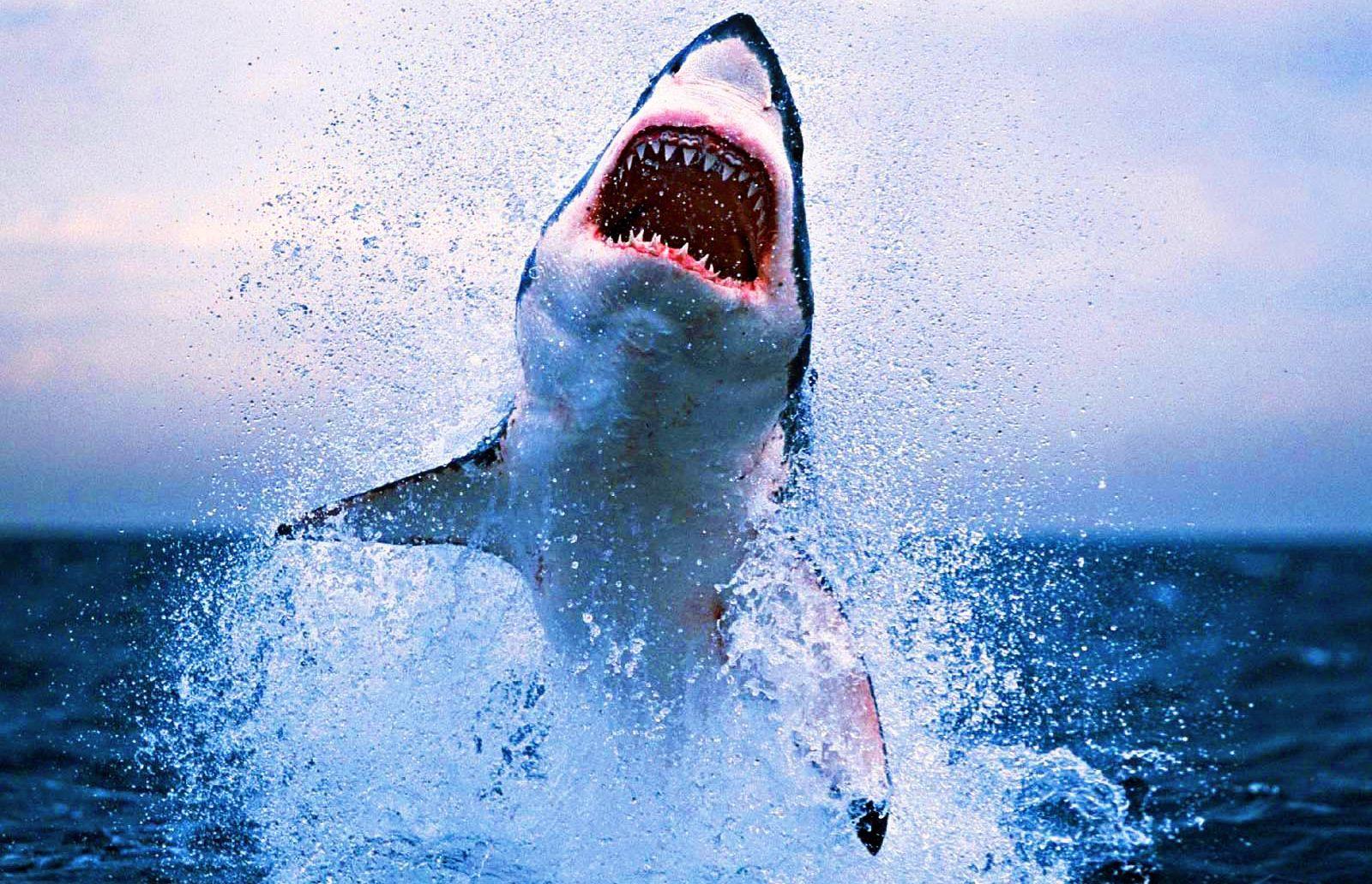 Shark Attack Wallpapers Top Free Shark Attack Backgrounds Wallpaperaccess