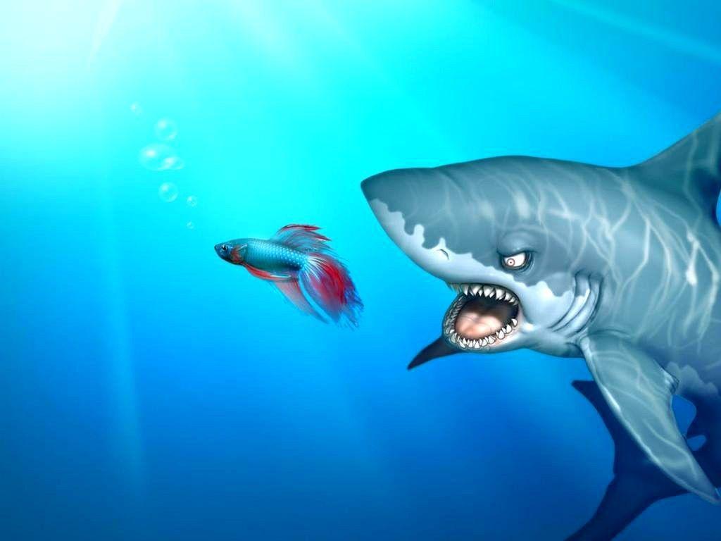 1024x768 Sharks: Windows Shark Funny Sea Wild Cartoon Fish Picture Free