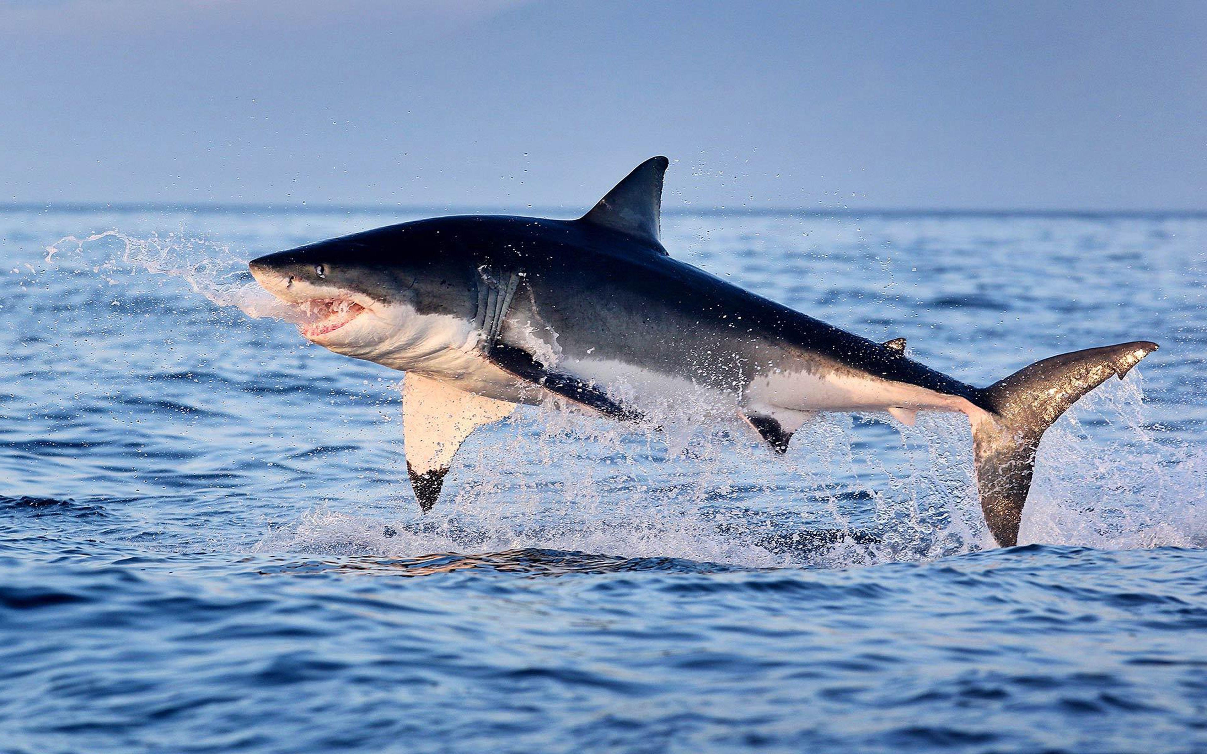 3840x2400 Great White Shark Jumping Out Of Water HD Wallpaper :