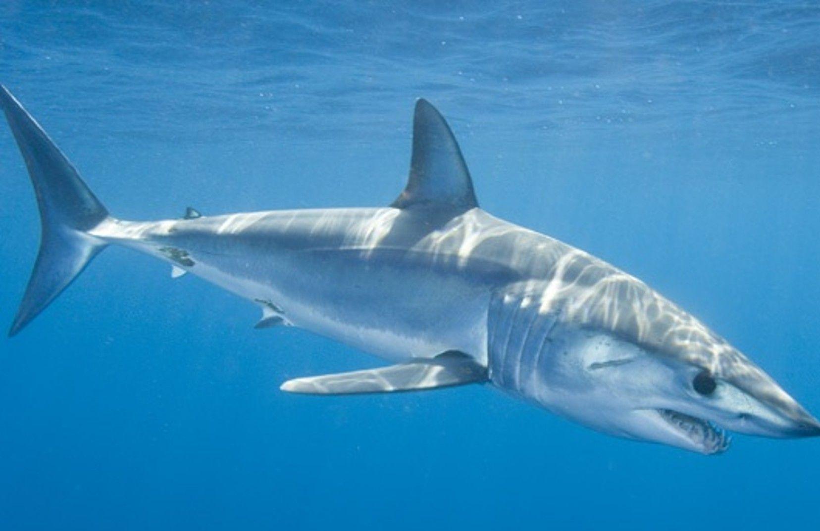 1656x1073 Tiger Sharks (not to be confused with the smaller and more docile leopard shark). Mako shark, Shark, Shark fishing