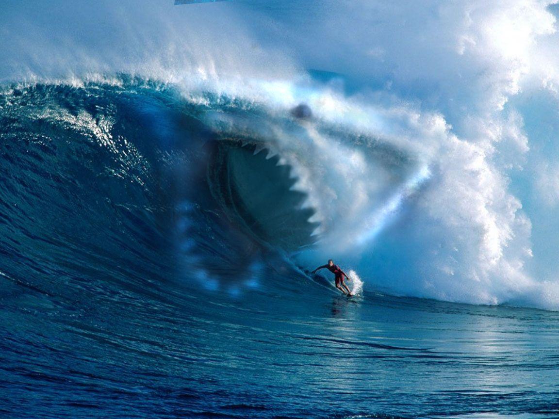 1152x864 Fun Animals Wiki, Videos, Picture, Stories: Mako Sharks