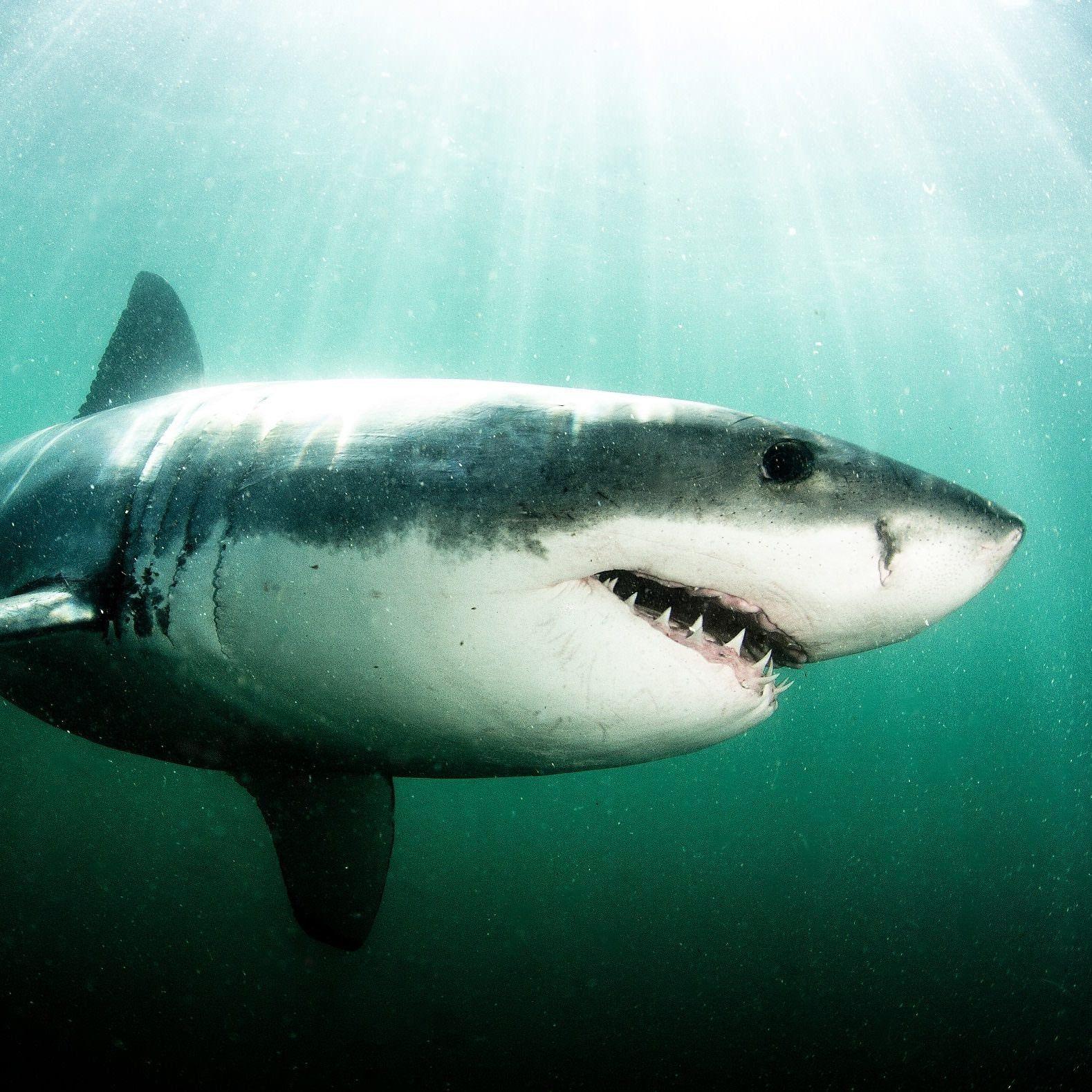 1579x1579 White Shark Wallpaper