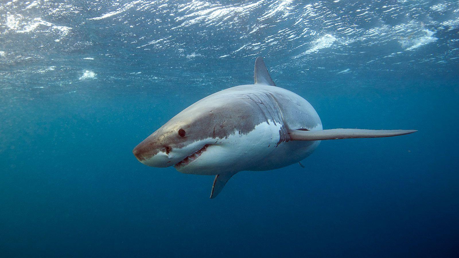 1600x900 Everything You Need to Know About Eating Shark in the U.S. Food & Wine