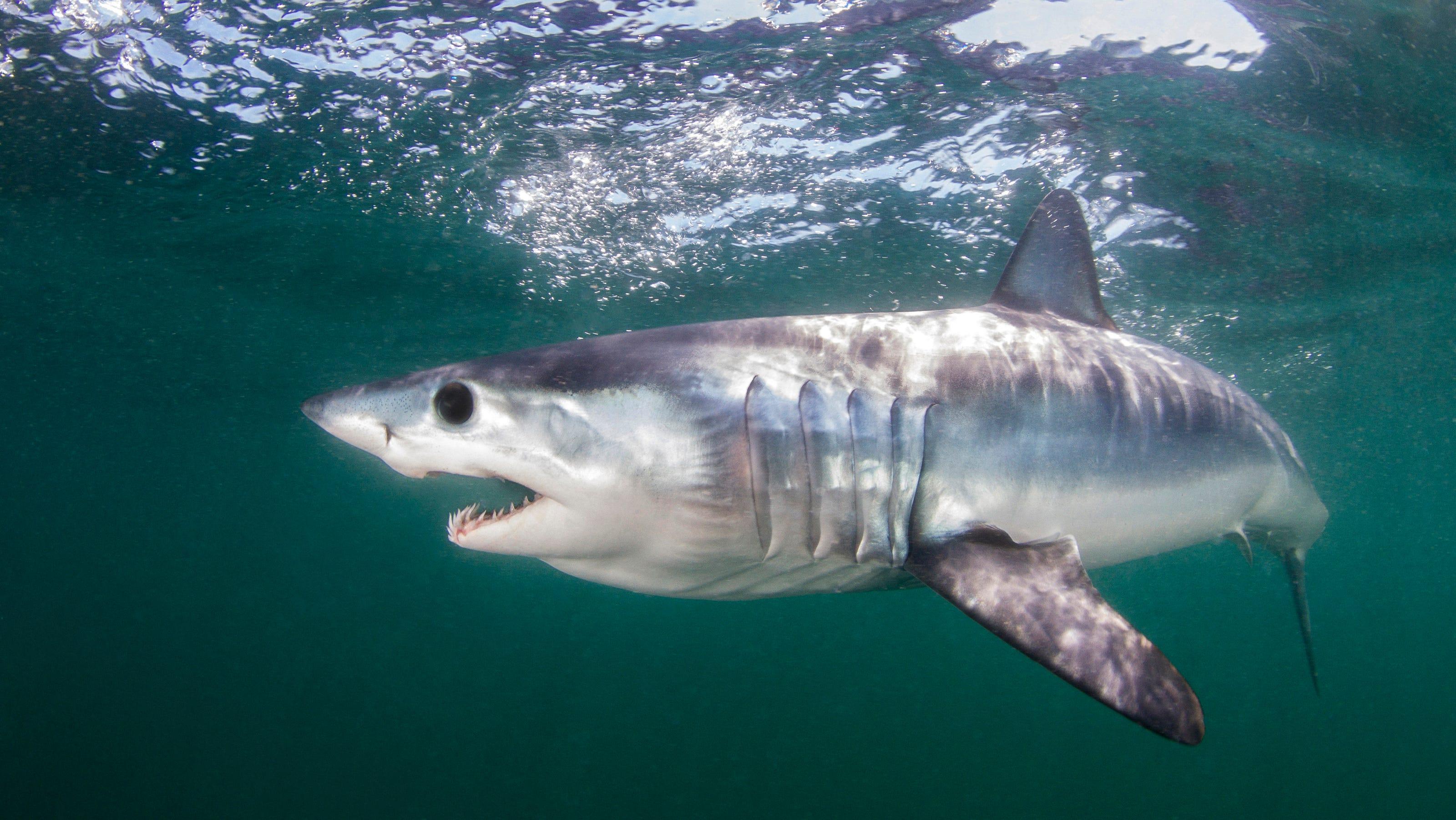 3200x1801 CITES takes on endangered mako sharks, but US, China voted against it