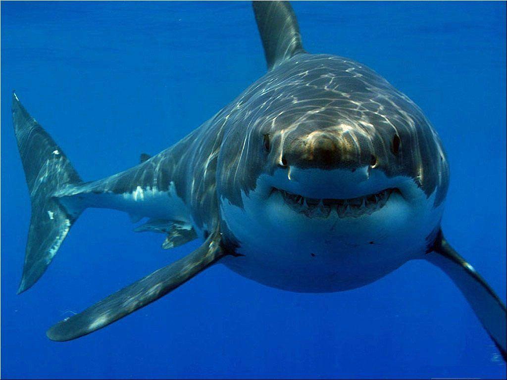 1024x768 Pacific Coast Great White Shark Attack Report
