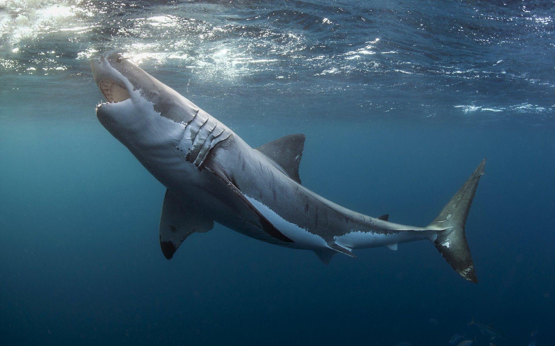 1920x1200 The Great White Shark Attack Wallpaper HD Free Download