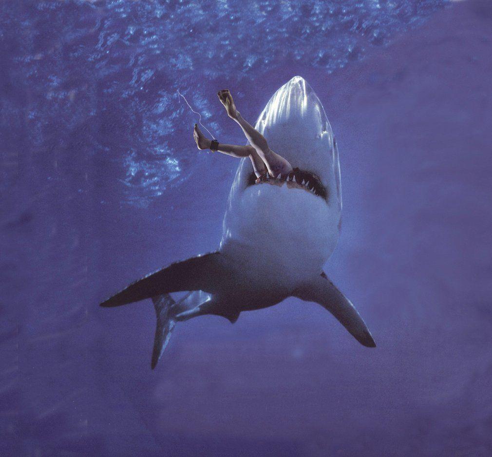1010x938 Free download Shark Attack Wallpaper HD iPhone Sharks HD Shark Attack [1010x938] for your Desktop, Mobile & Tablet. Explore iPhone Shark Wallpaper. Shark Wallpaper, San Jose Sharks HD Wallpaper