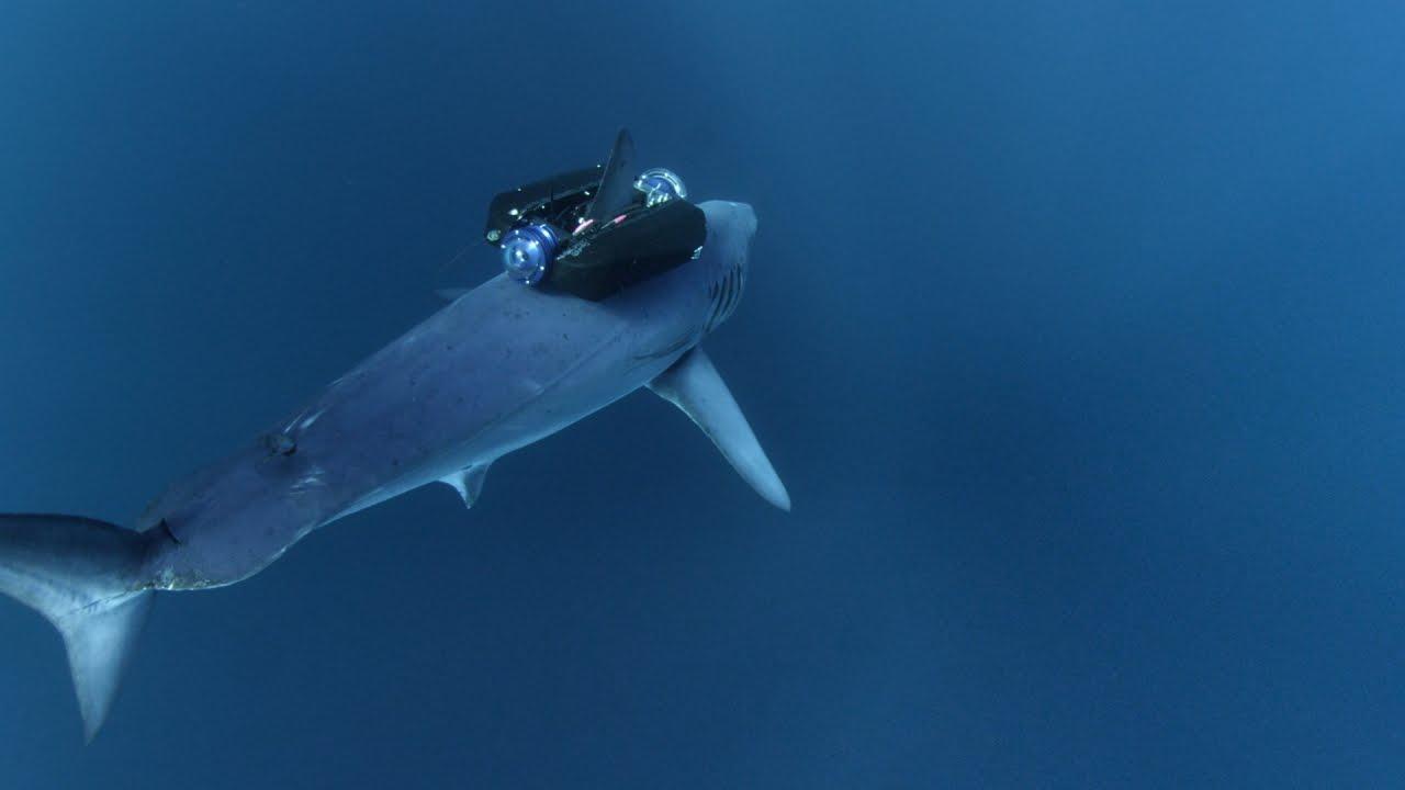 1280x720 Shortfin Mako Sharks MarineBio Conservation Society