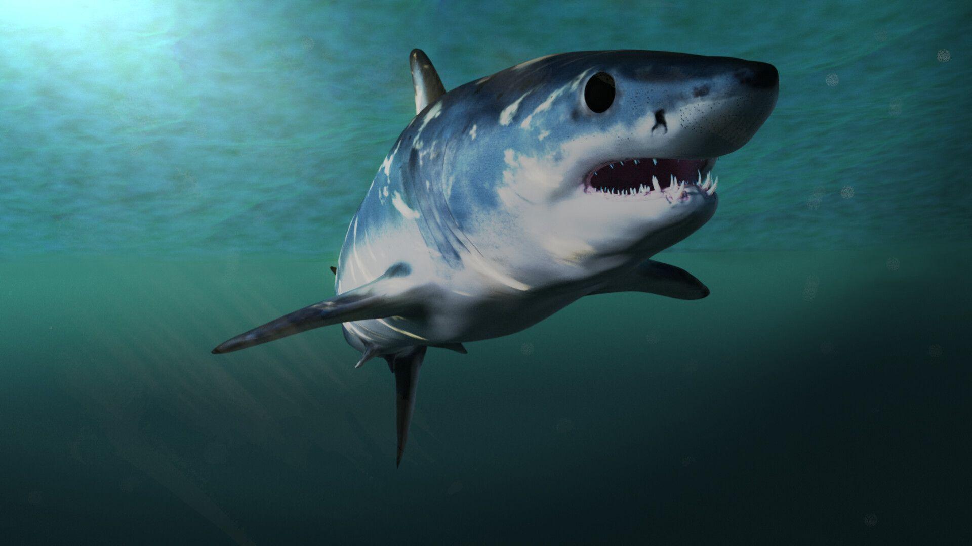 1920x1080 Mako Shark, Robert Gutierrez