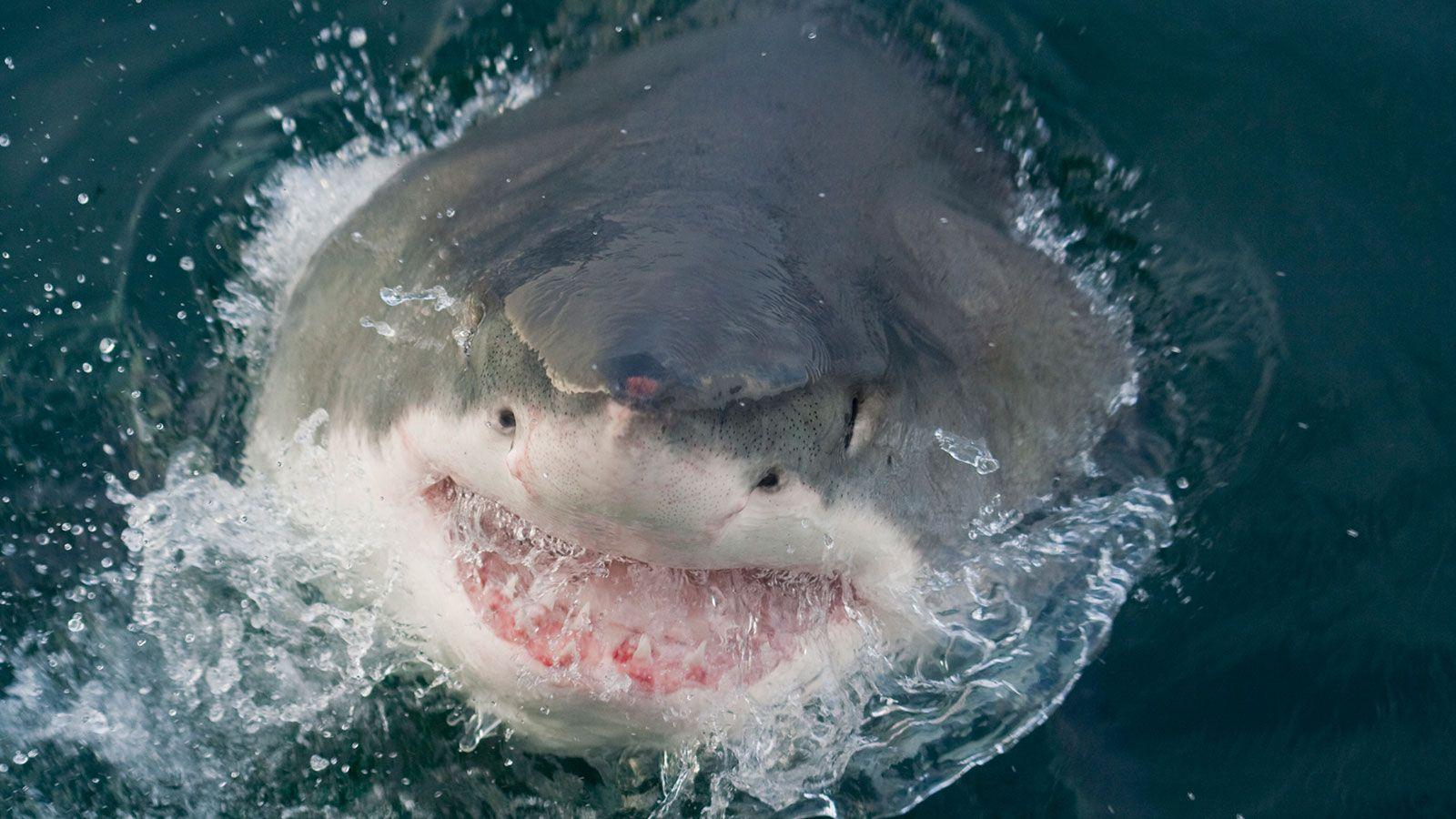 1600x900 Most Dangerous Places for Shark Attacks
