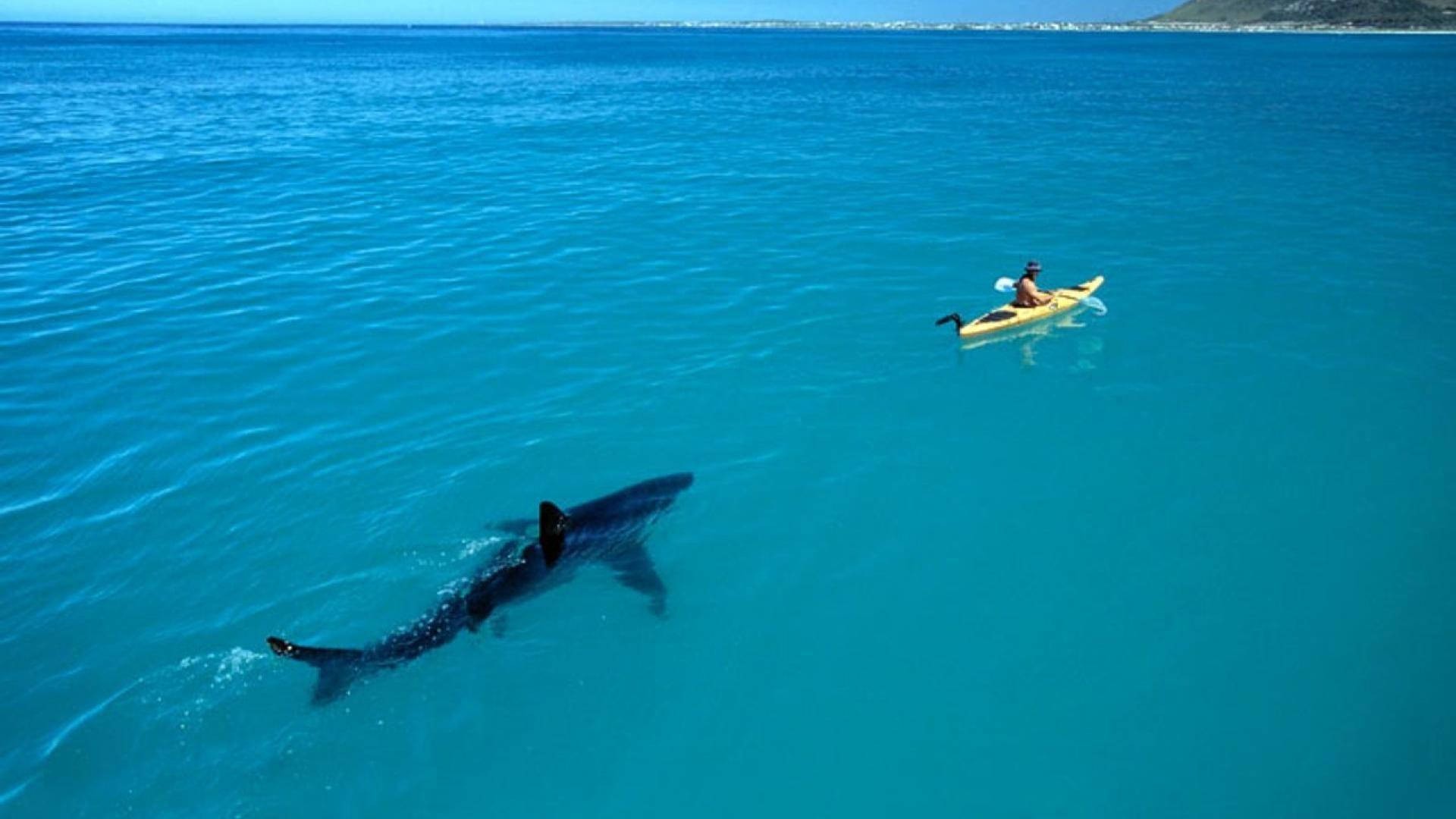 1920x1080 Shark Attack Wallpaper HD Image & Picture. Großer weißer hai, Ausgestopftes tier, Shark week