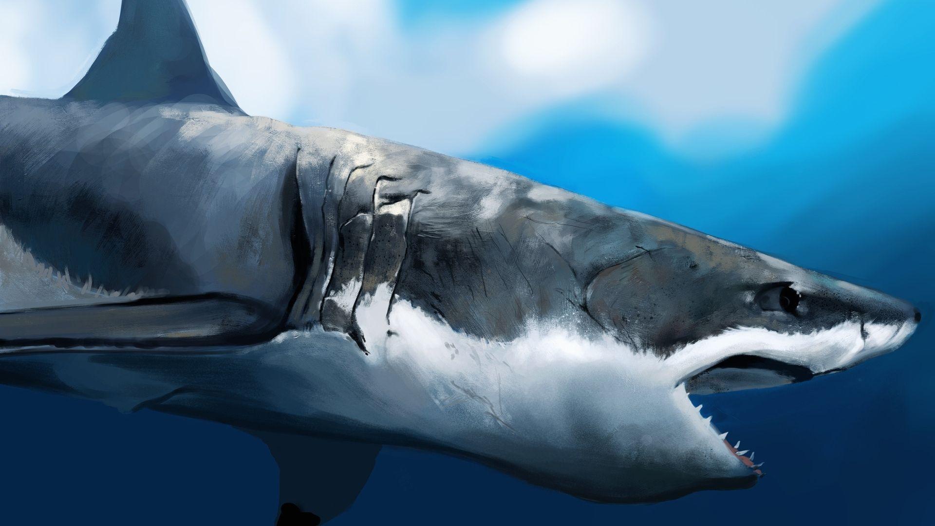 1920x1080 Shark Attack Windows 10 Wallpaper HD 1920x1080 Wallpaper