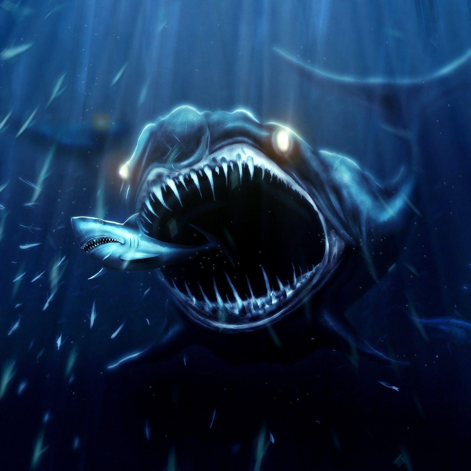 1600x1600 Shark Attacks Beautiful HD Wallpaper, HQ Background. HD
