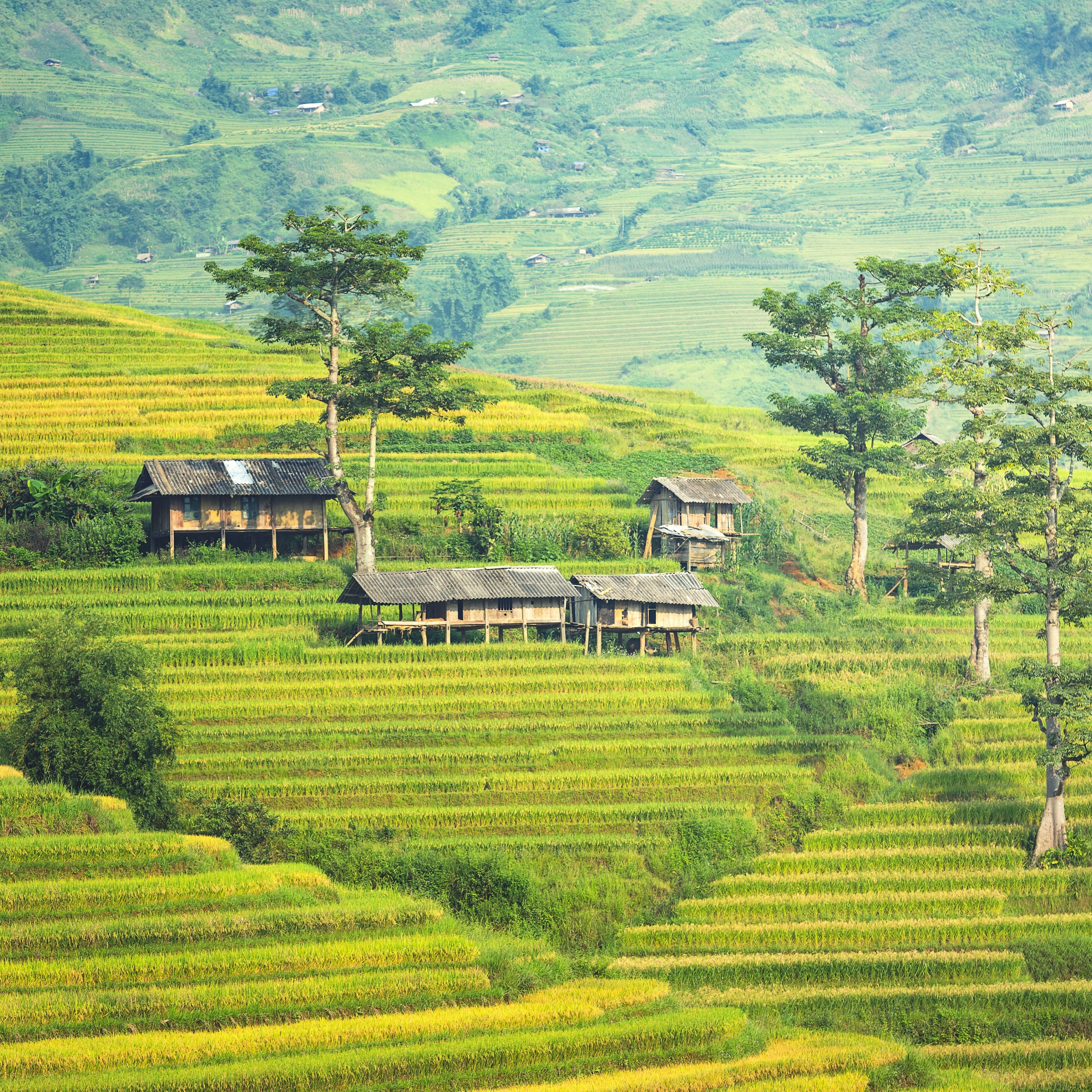 5120x5120 Nature Green Countryside House Wallpaper