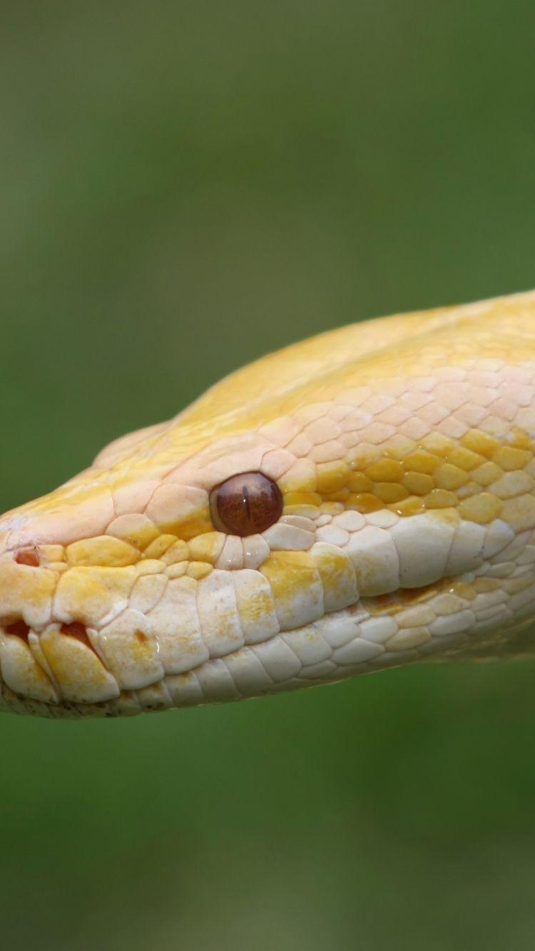 Burmese Python Wallpapers - Top Free Burmese Python Backgrounds ...