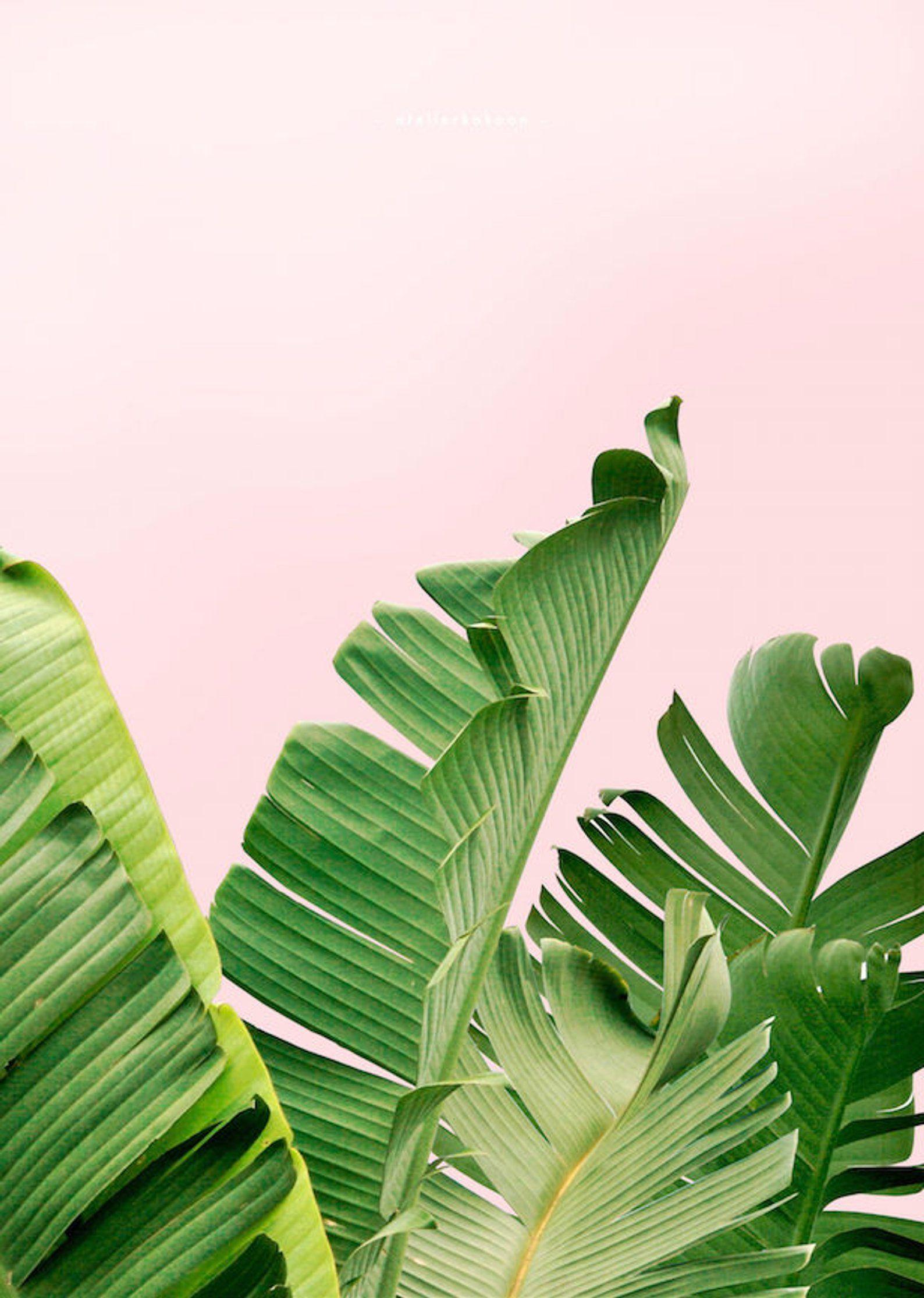1588x2230 Banana Leaf Print, Leaf Print, Palm Leaf, Tropical Poster, Download, Summer Print, Summer Art, Tropical Art Print, Palm Tree Print Art. Tropical art print, Tropical poster, Tree wallpaper iphone