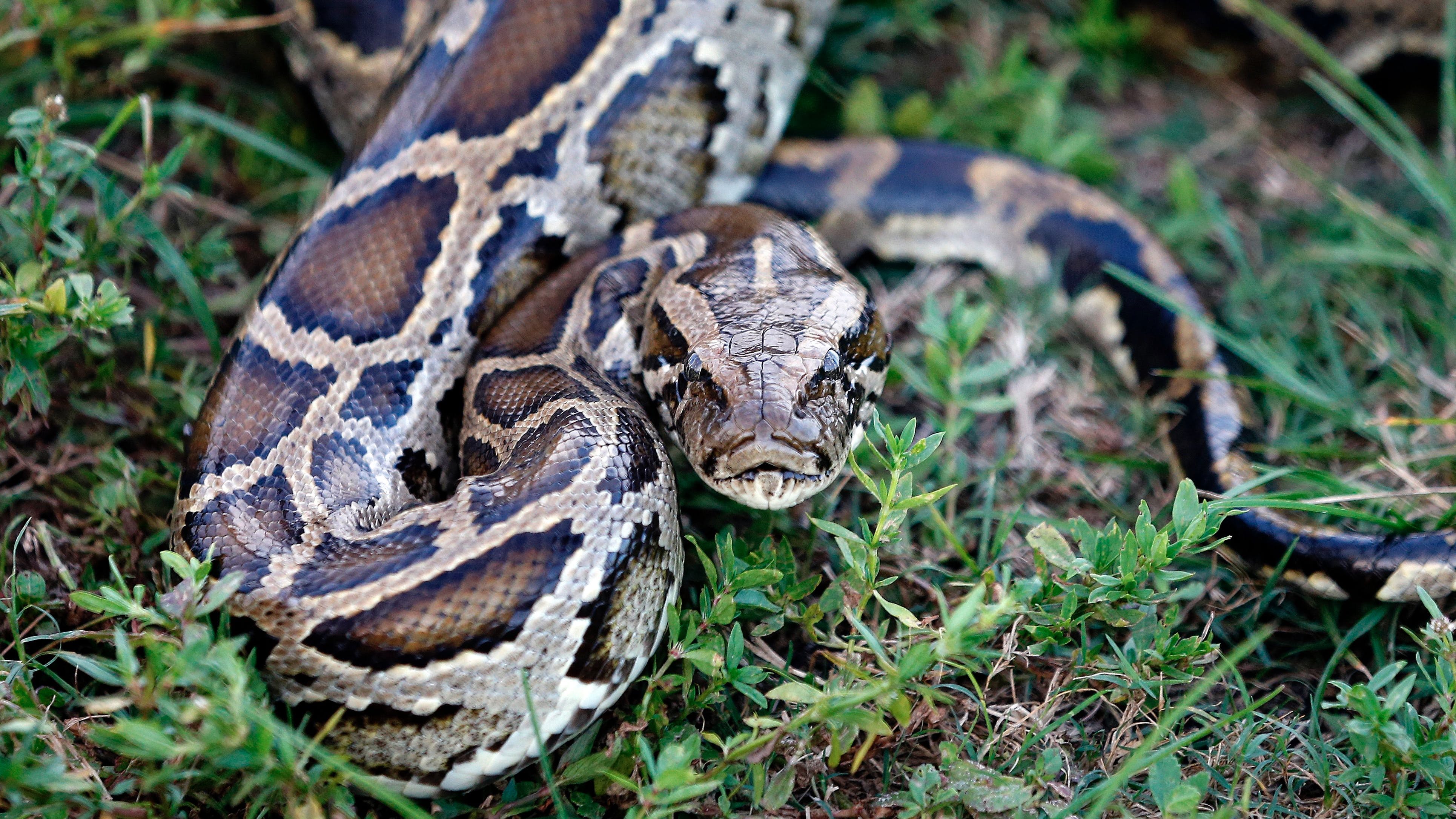 a-12-foot-burmese-python-has-been-loose-in-a-louisiana-mall-store-for