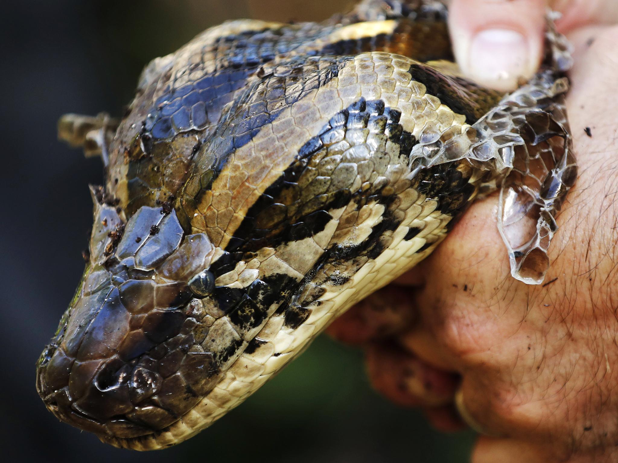 Burmese Python Wallpapers - Top Free Burmese Python Backgrounds ...