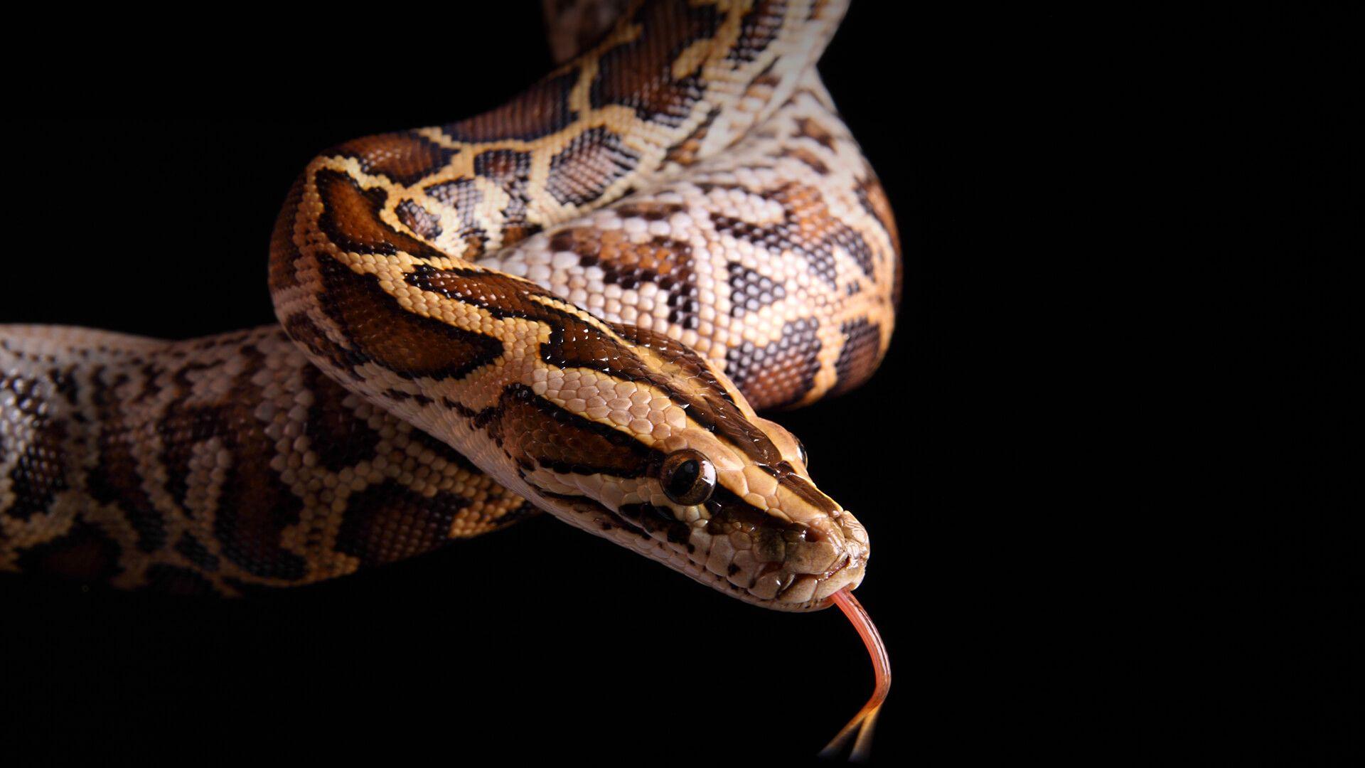 Burmese Python Wallpapers - Top Free Burmese Python Backgrounds