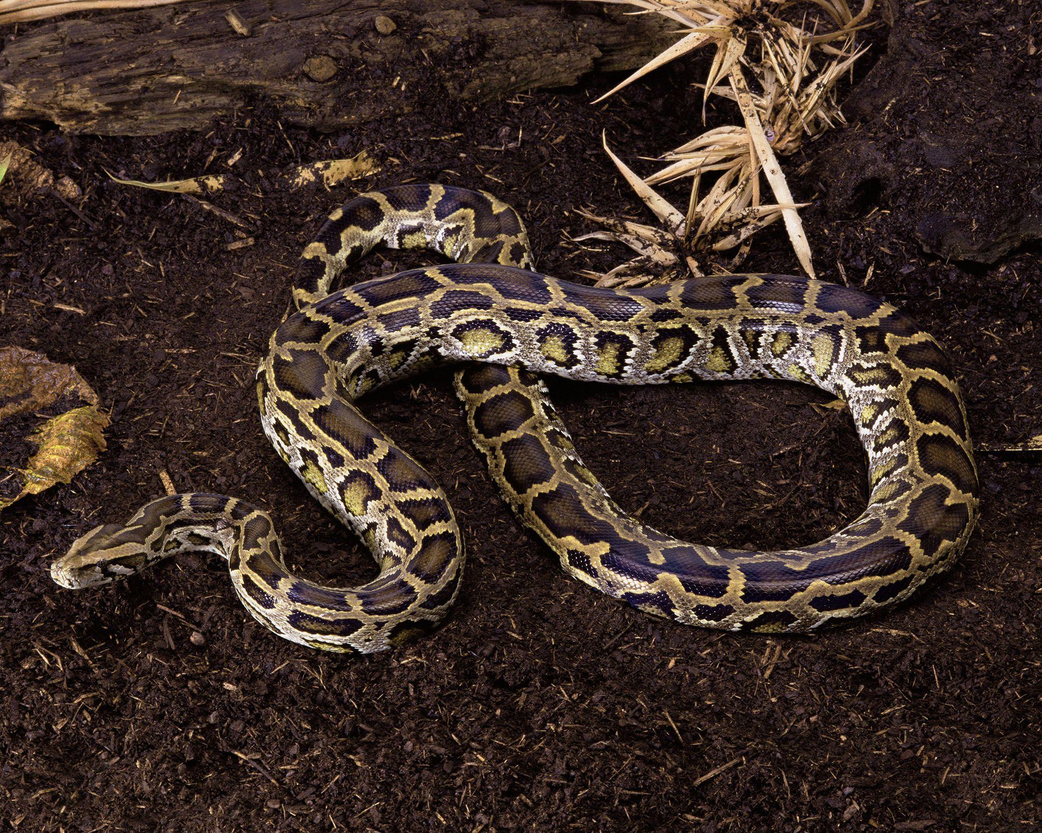 Burmese Python Wallpapers - Top Free Burmese Python Backgrounds ...