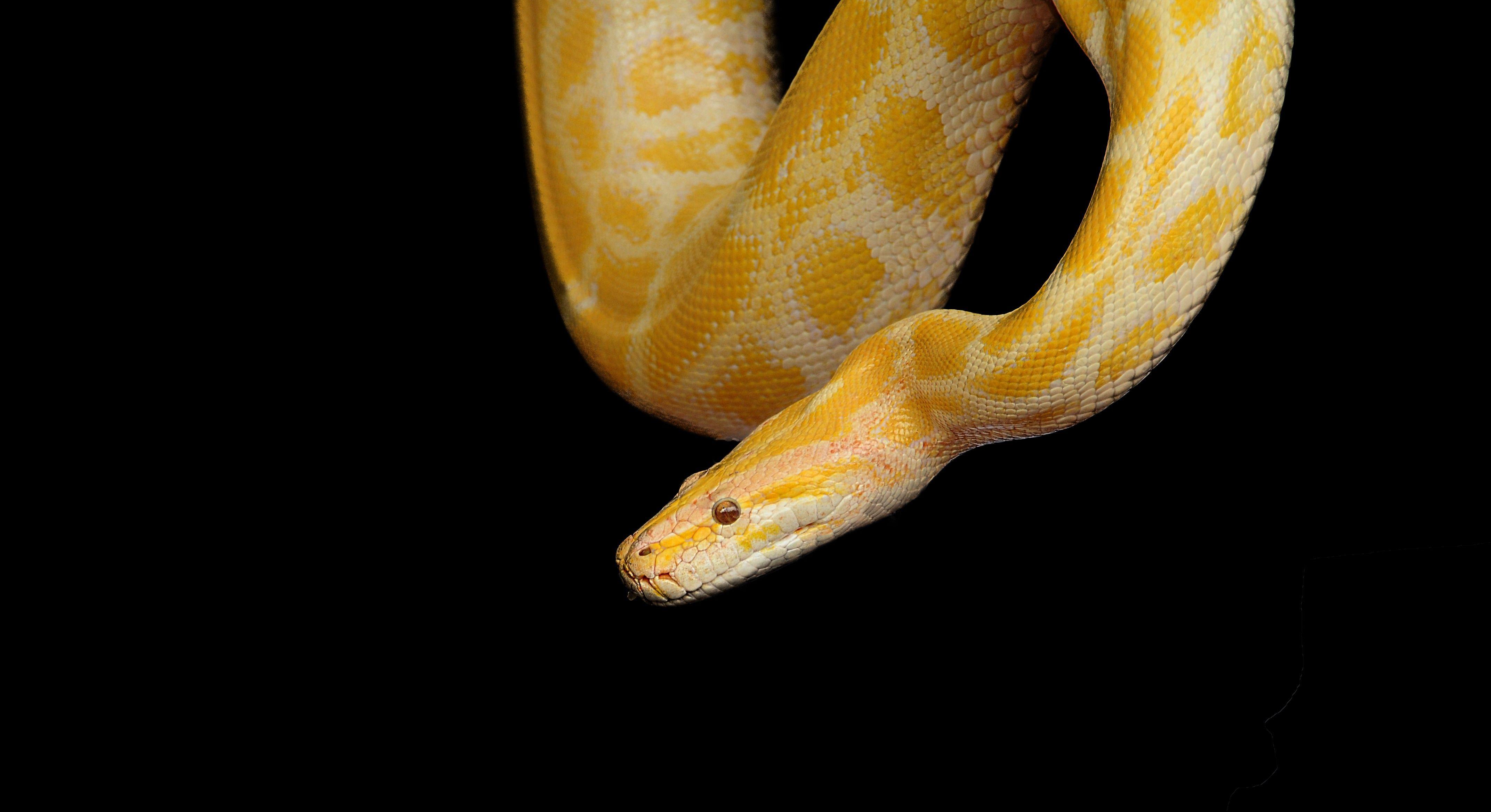 Burmese Python Wallpapers - Top Free Burmese Python Backgrounds ...