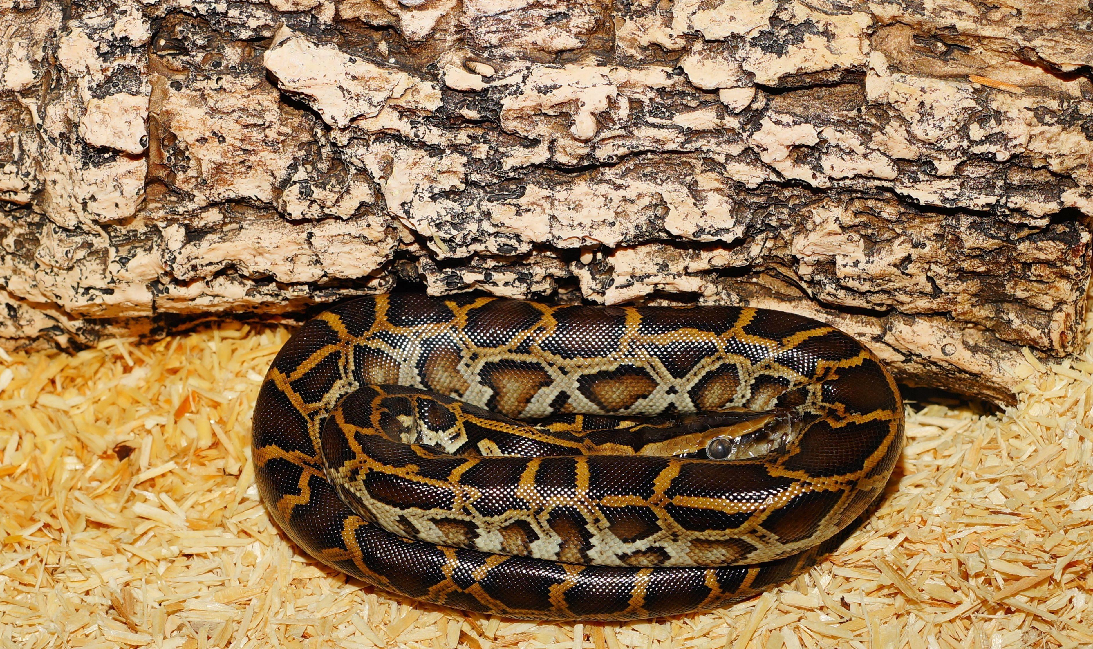 Burmese Python Wallpapers - Top Free Burmese Python Backgrounds ...
