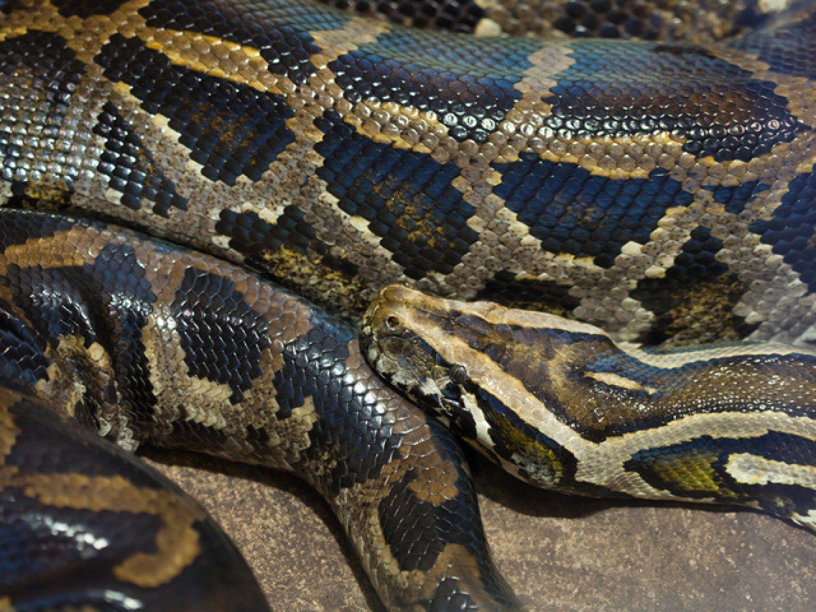 Burmese Python Wallpapers - Top Free Burmese Python Backgrounds ...