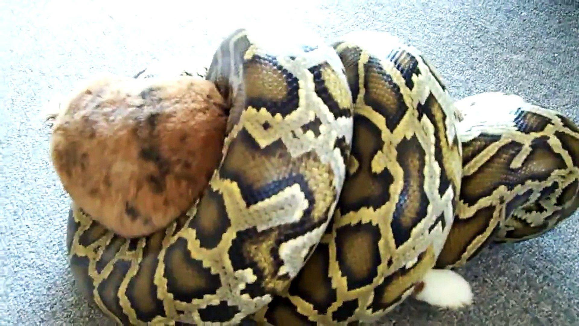 Burmese Python Wallpapers - Top Free Burmese Python Backgrounds ...