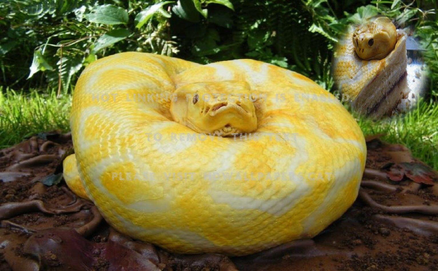 Burmese Python Wallpapers - Top Free Burmese Python Backgrounds ...