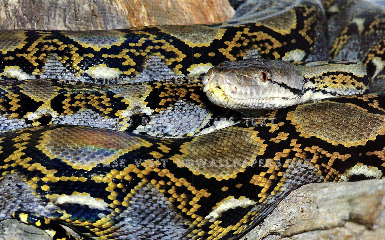 Burmese Python Wallpapers - Top Free Burmese Python Backgrounds ...
