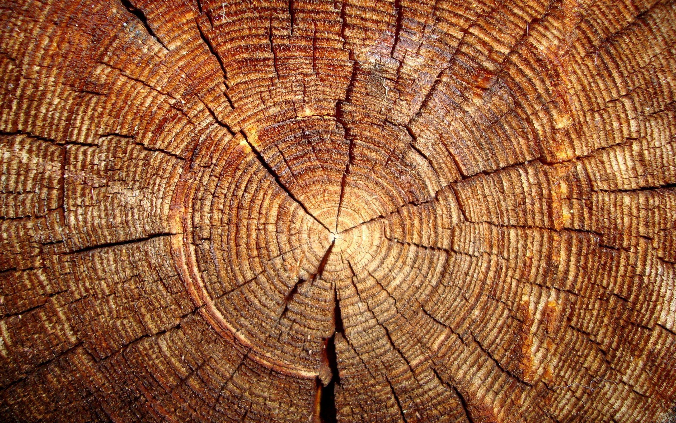 Tree Trunk Wallpapers - Top Free Tree Trunk Backgrounds - WallpaperAccess