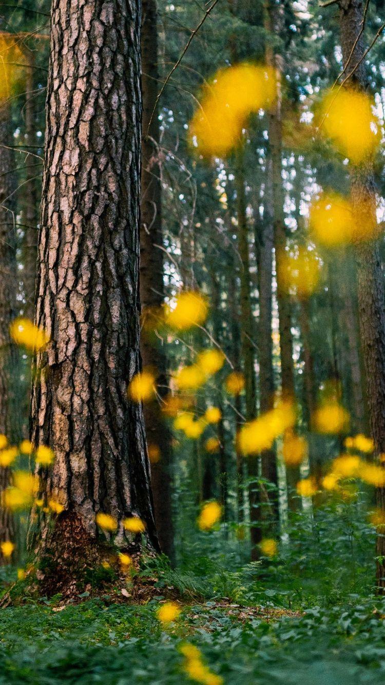 Tree Trunk Wallpapers Top Free Tree Trunk Backgrounds WallpaperAccess