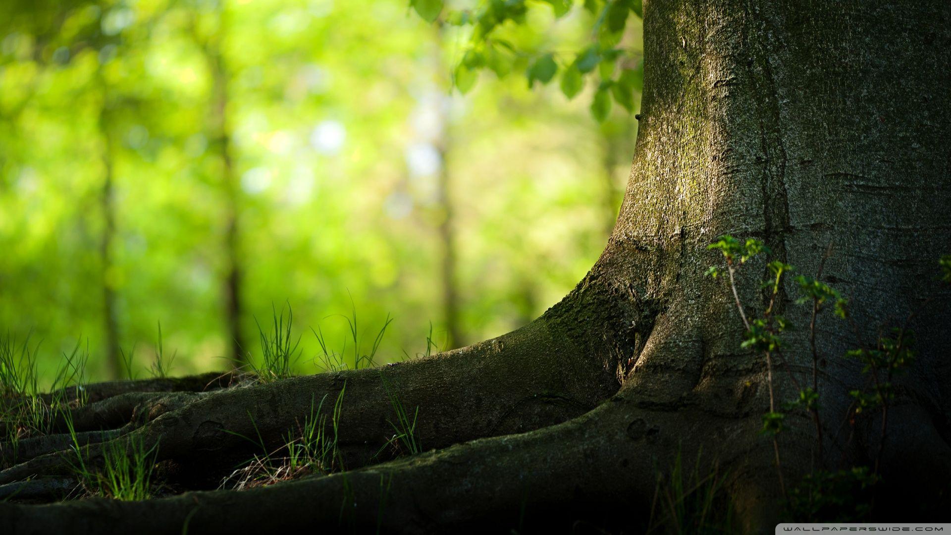 1920x1080 Free download Tree Trunk And Roots Wallpaper 1920x1080 Tree Trunk And Roots [1920x1080] for your Desktop, Mobile & Tablet. Explore Tree Trunk Wallpaper. Wallpaper with Trees Designs, Tree Wallpaper