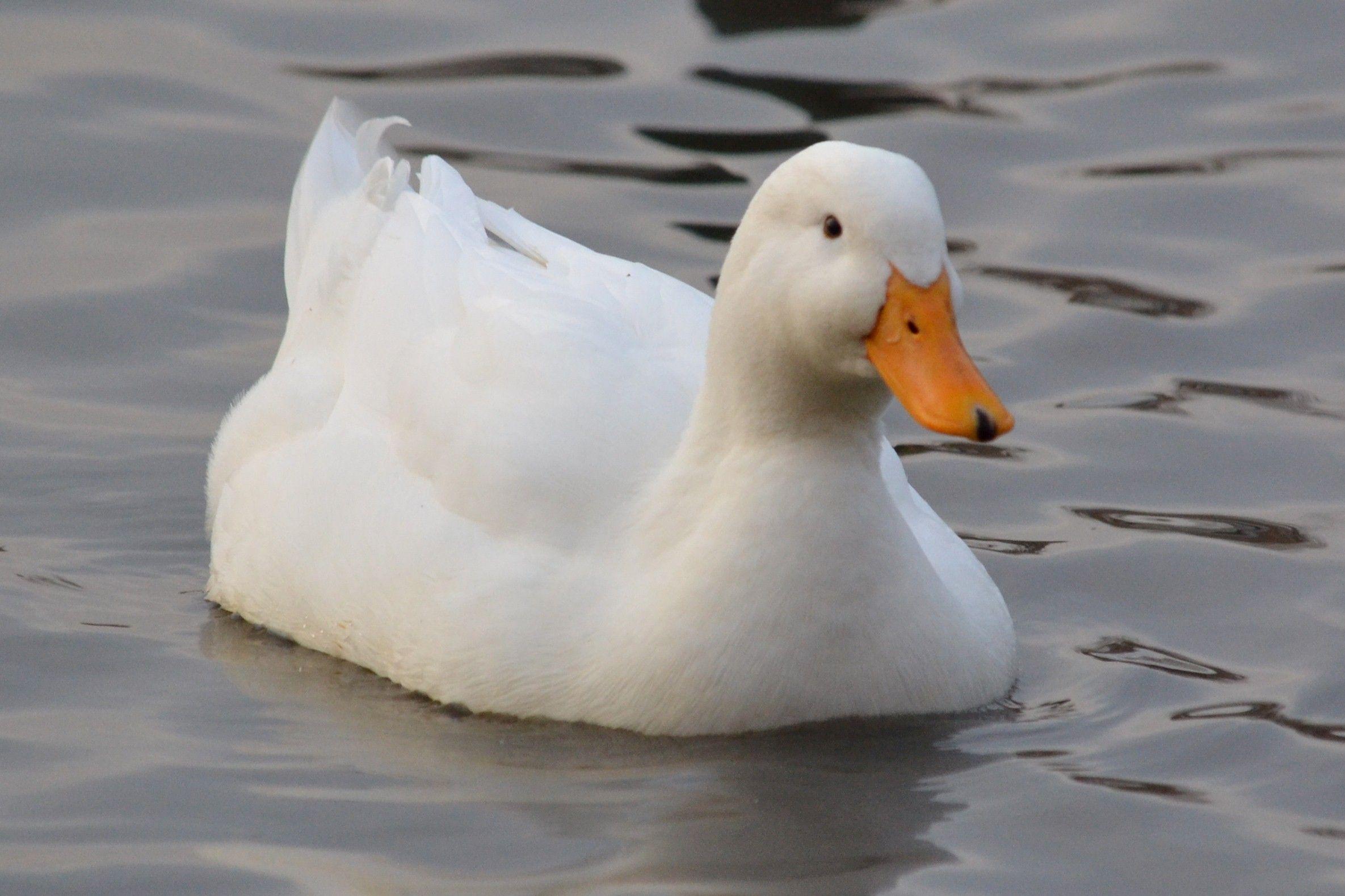 White Duck Wallpapers - Top Free White Duck Backgrounds - WallpaperAccess