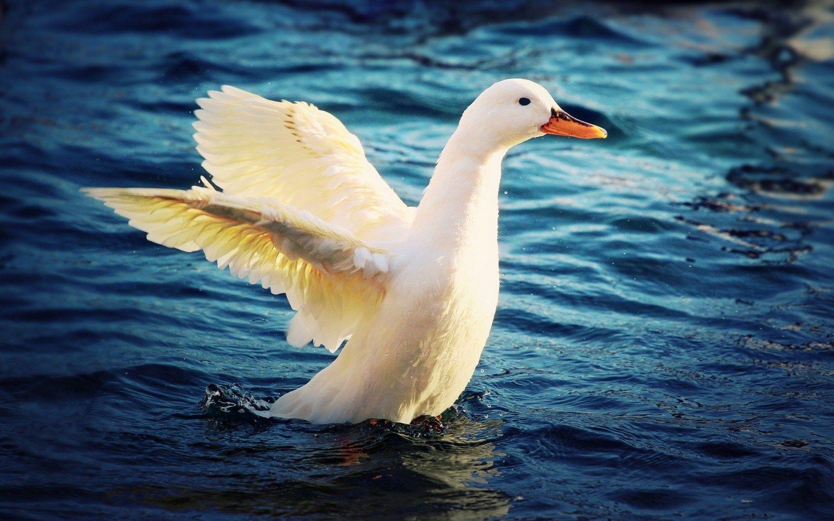 1680x1050 White Duck Desktop Wallpaper. White Duck Picture. Cool Wallpaper 588 - White Duck Wallpaper
