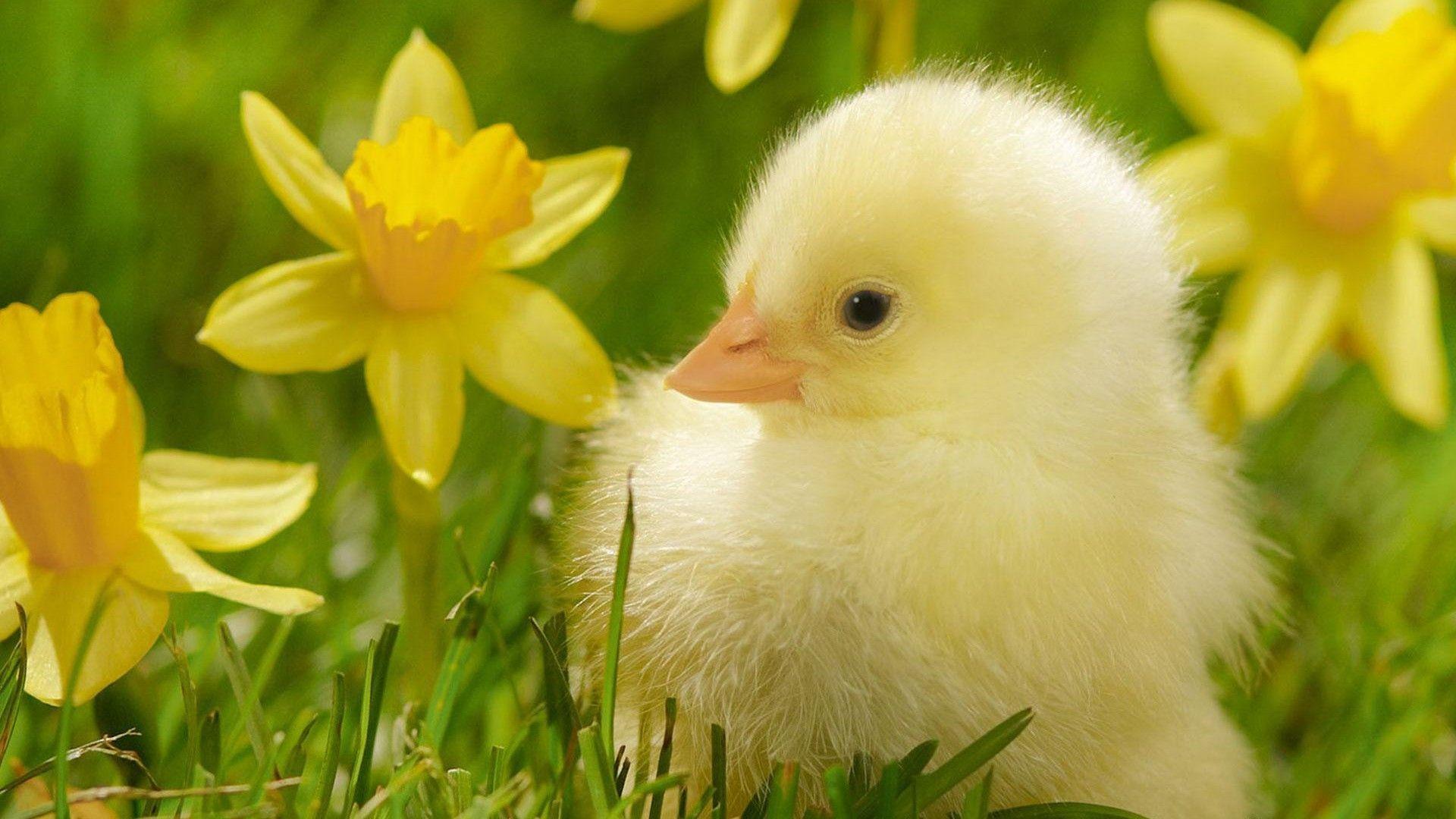 1920x1080 Cute Duck HD desktop wallpaper : Widescreen : High Definition