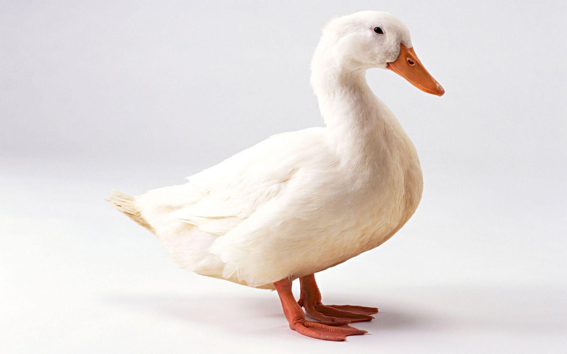 1920x1200 289k 1529 White Duck. Duck breeds, Duck wallpaper, Duck picture