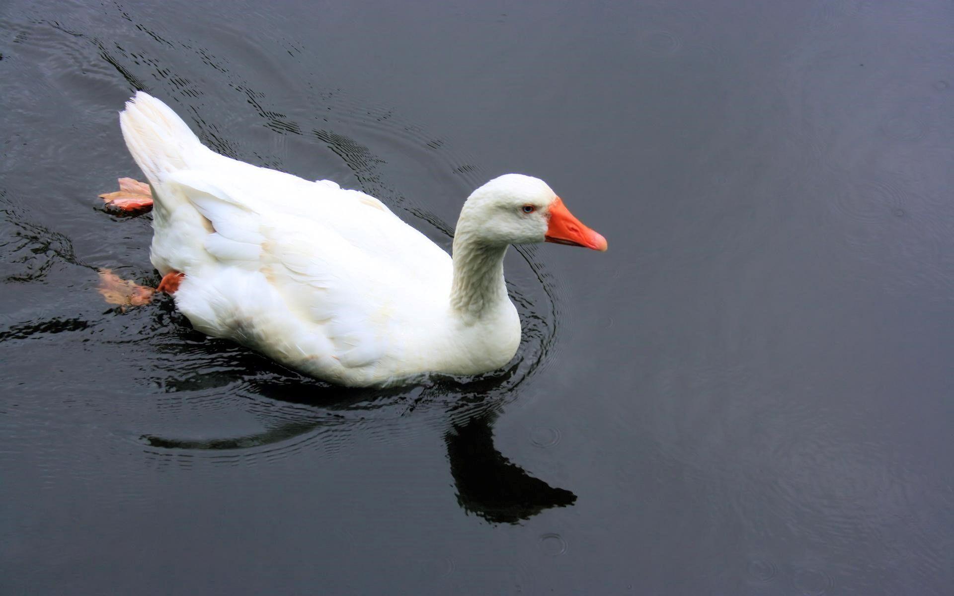 1920x1200 White Duck Swimming in the Water Wallpaper Download