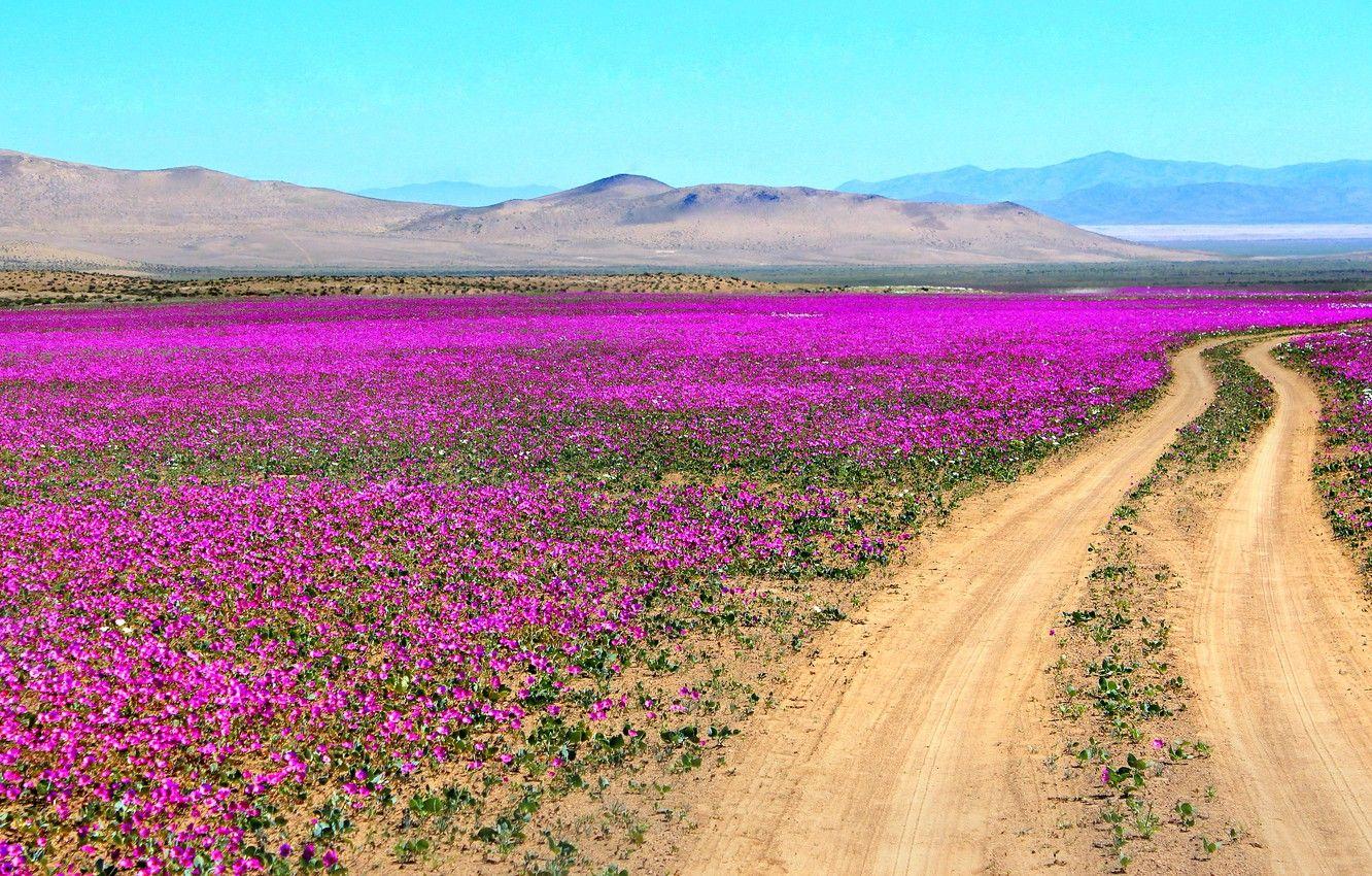 Desert Spring Wallpapers Top Free Desert Spring Backgrounds